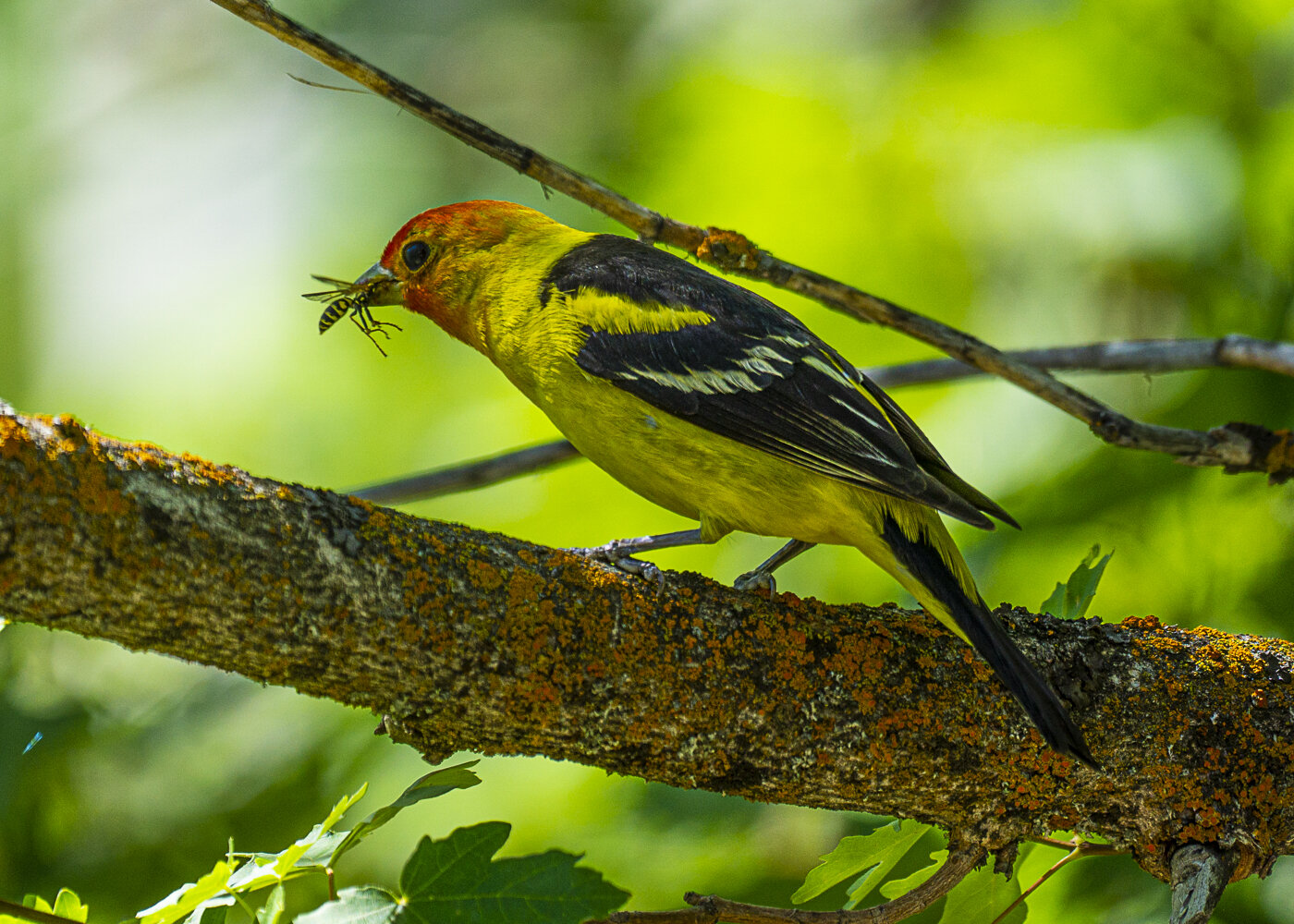 Western Tanager Holding Wasp