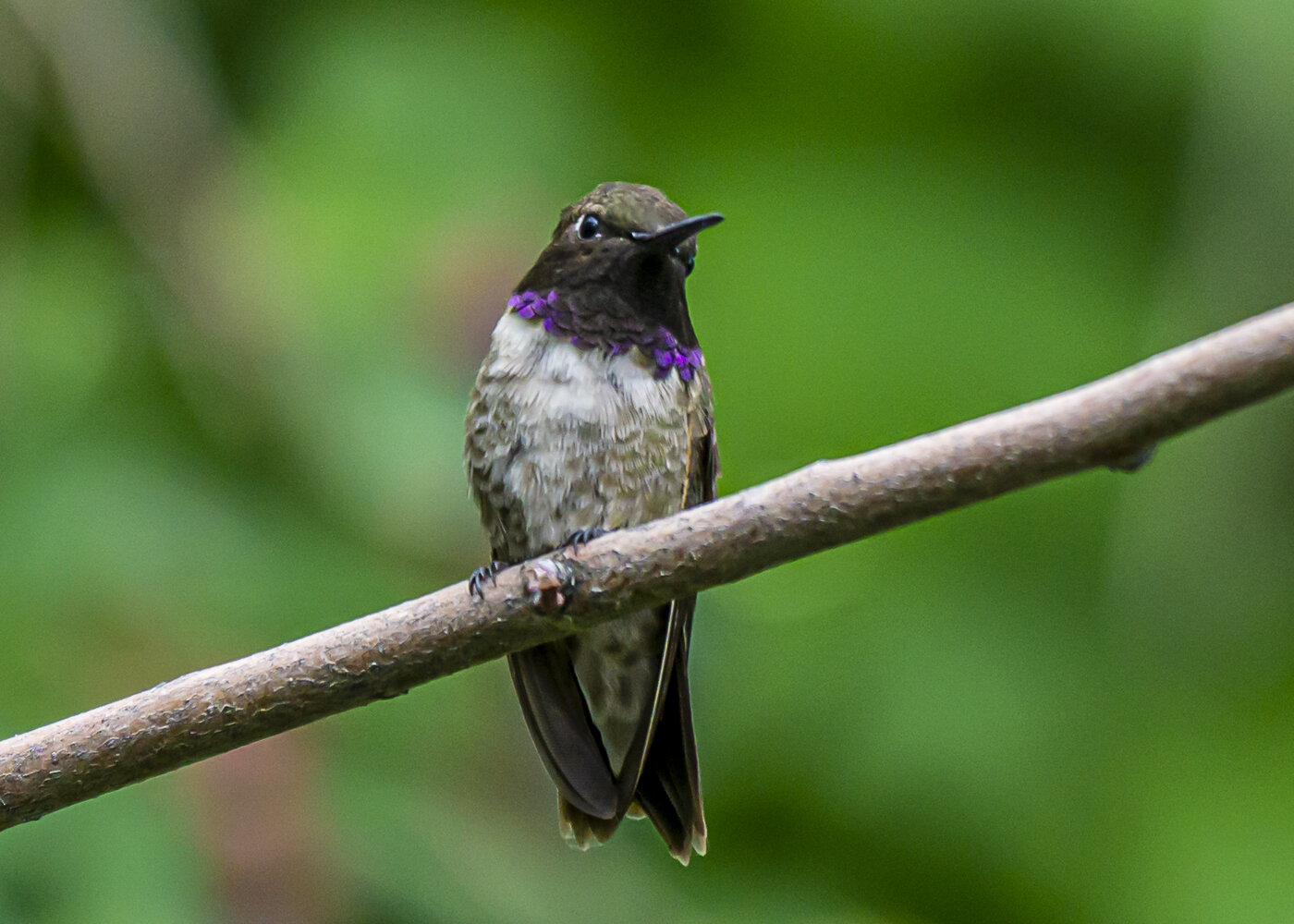 Male Black-chinned Hummingbird on Branch