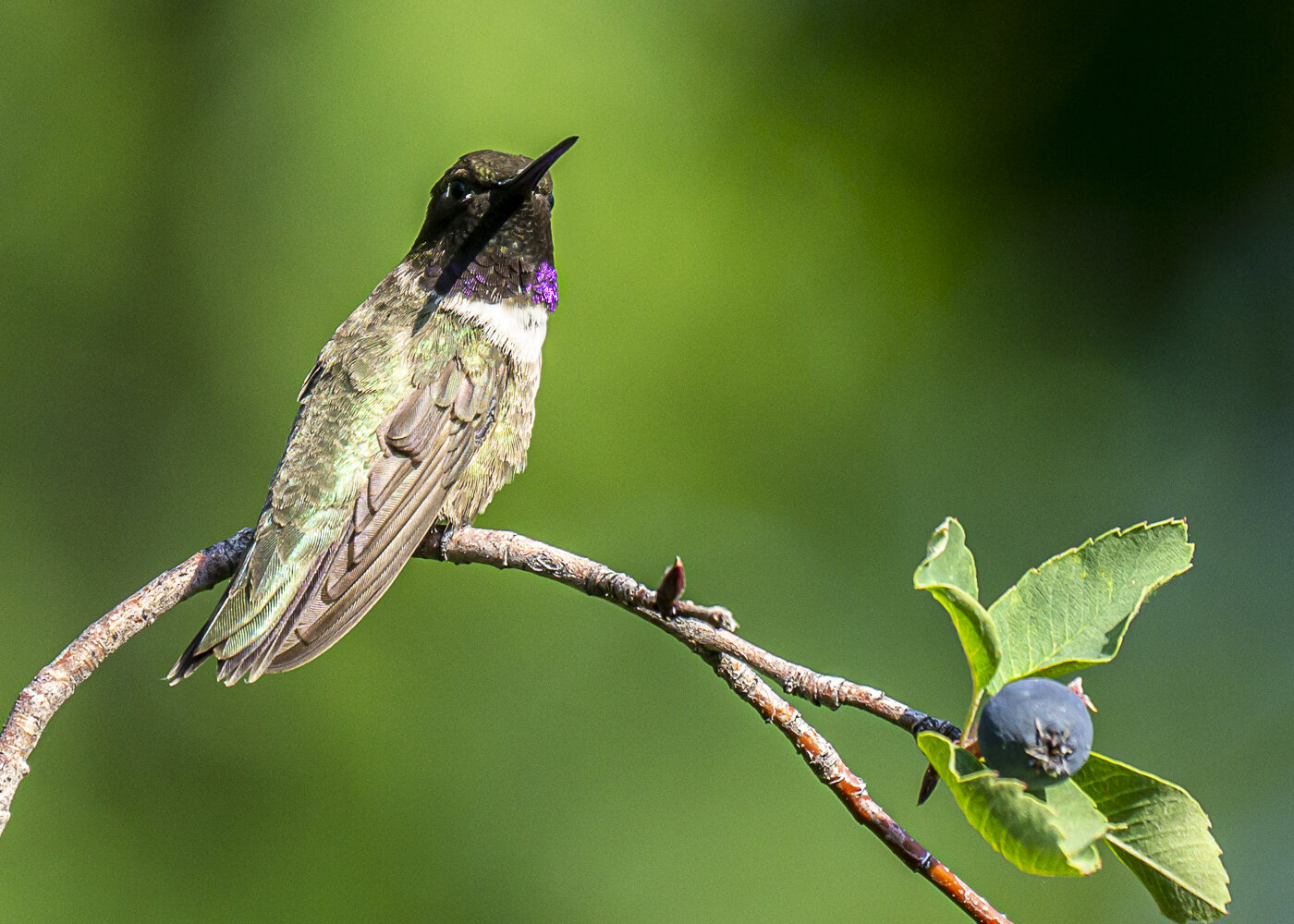 Male Black-chinned Hummingbird with Berries