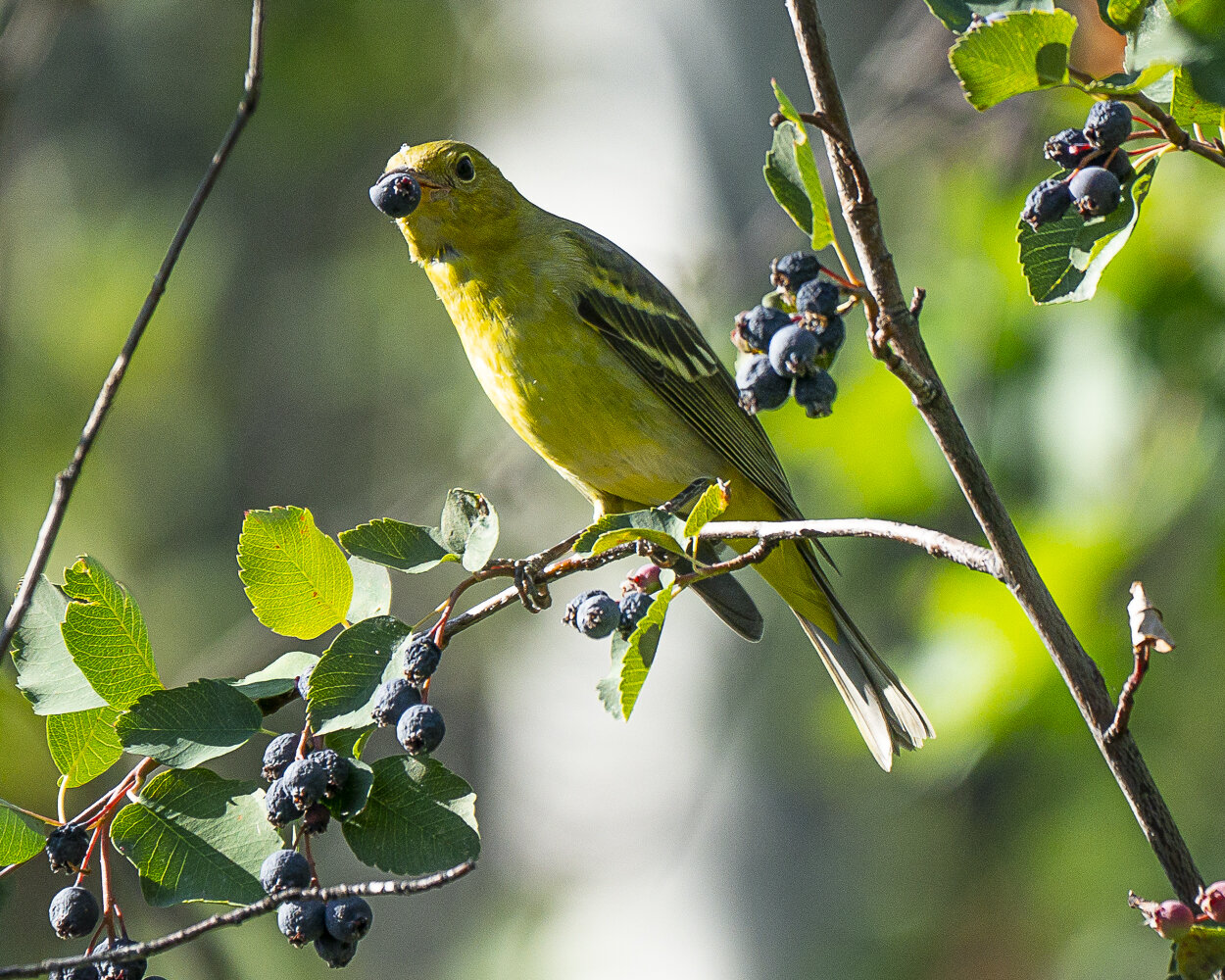 Female Western Tanager with Berry