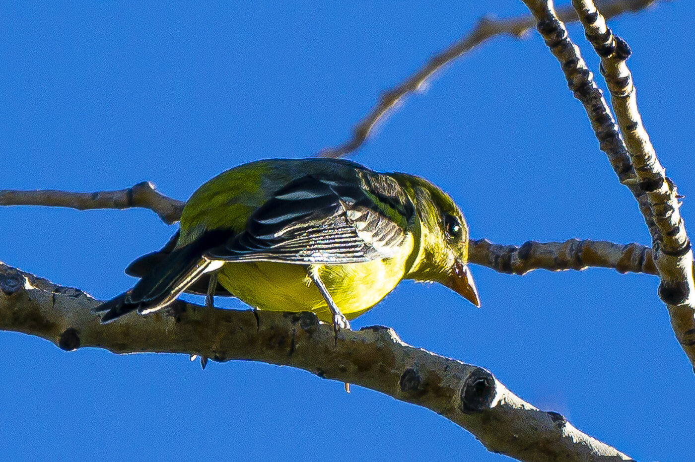 Female Western Tanager Looking Down
