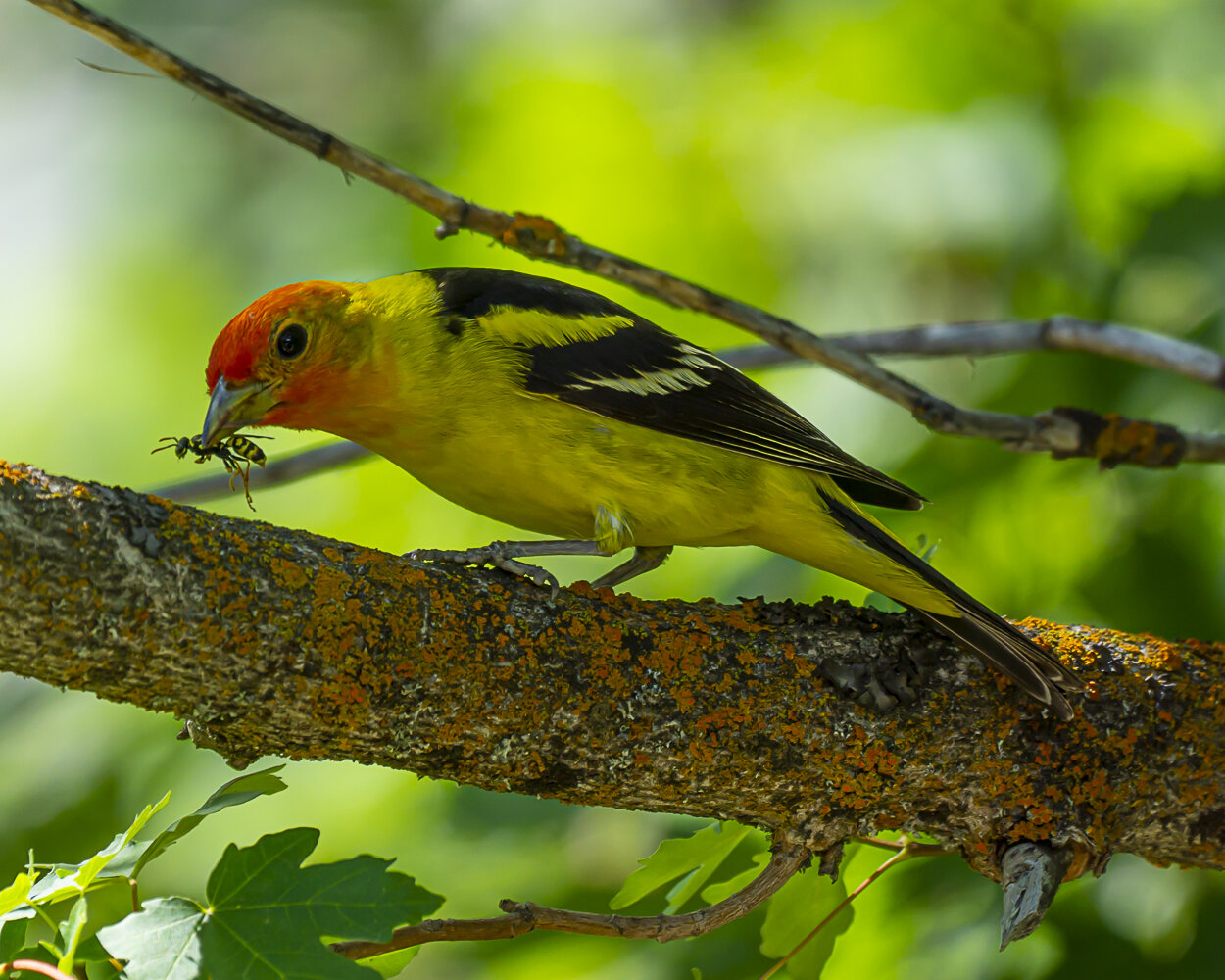 Western Tanager Dropping Wasp
