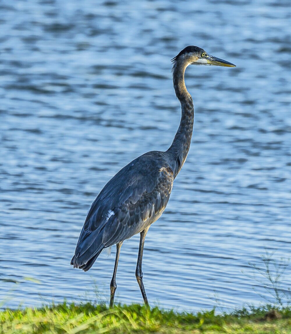 Great Blue Heron Lakeside