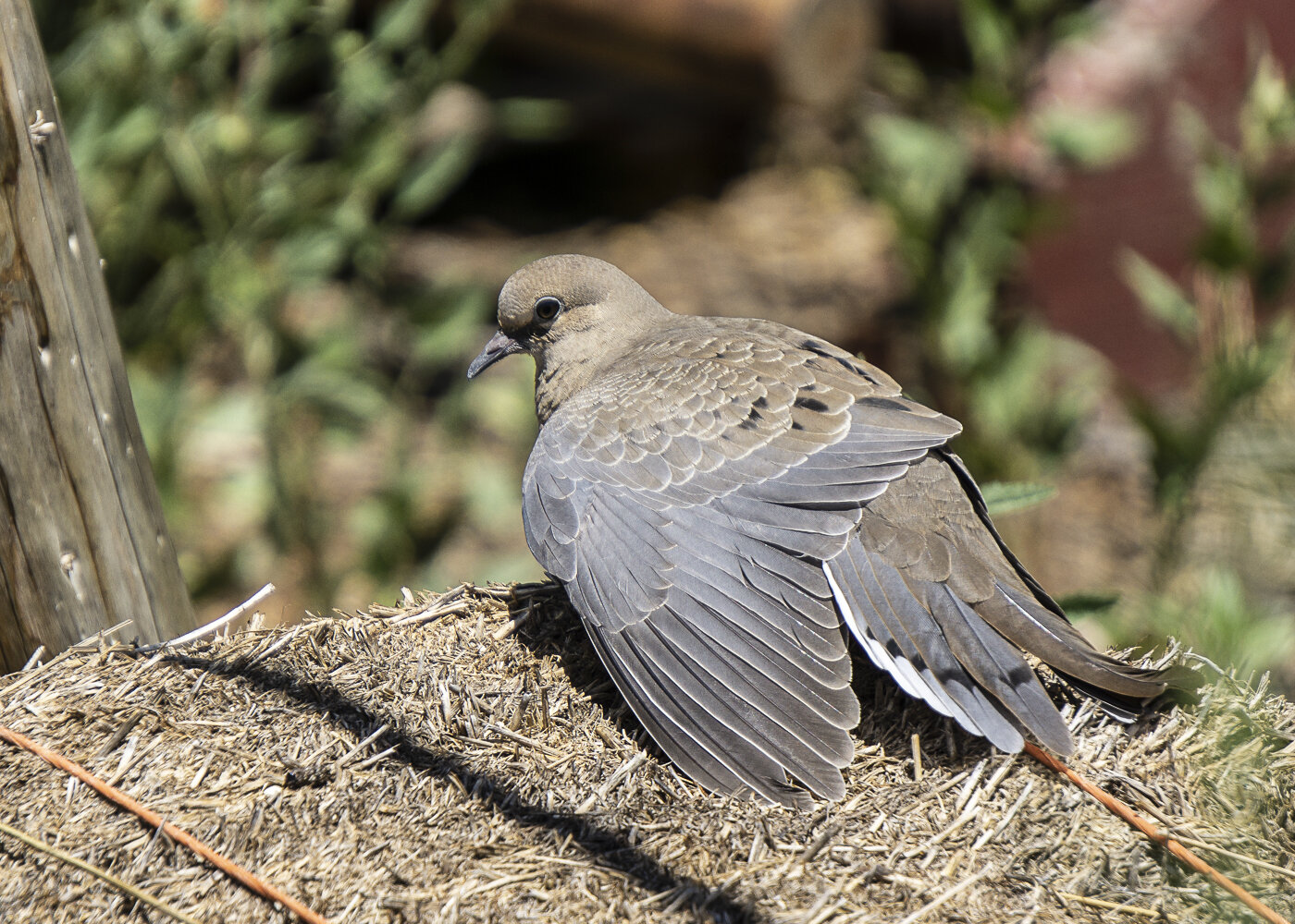Mourning Dove Wing Extended