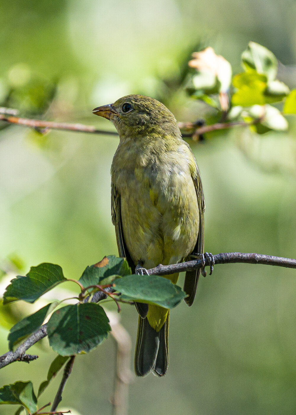 Female Western Tanager in Pink and Green