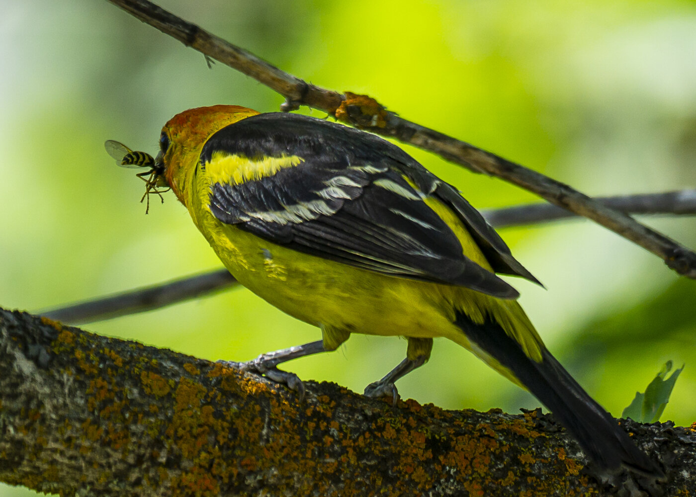 Western Tanager with Wasp Looking Back