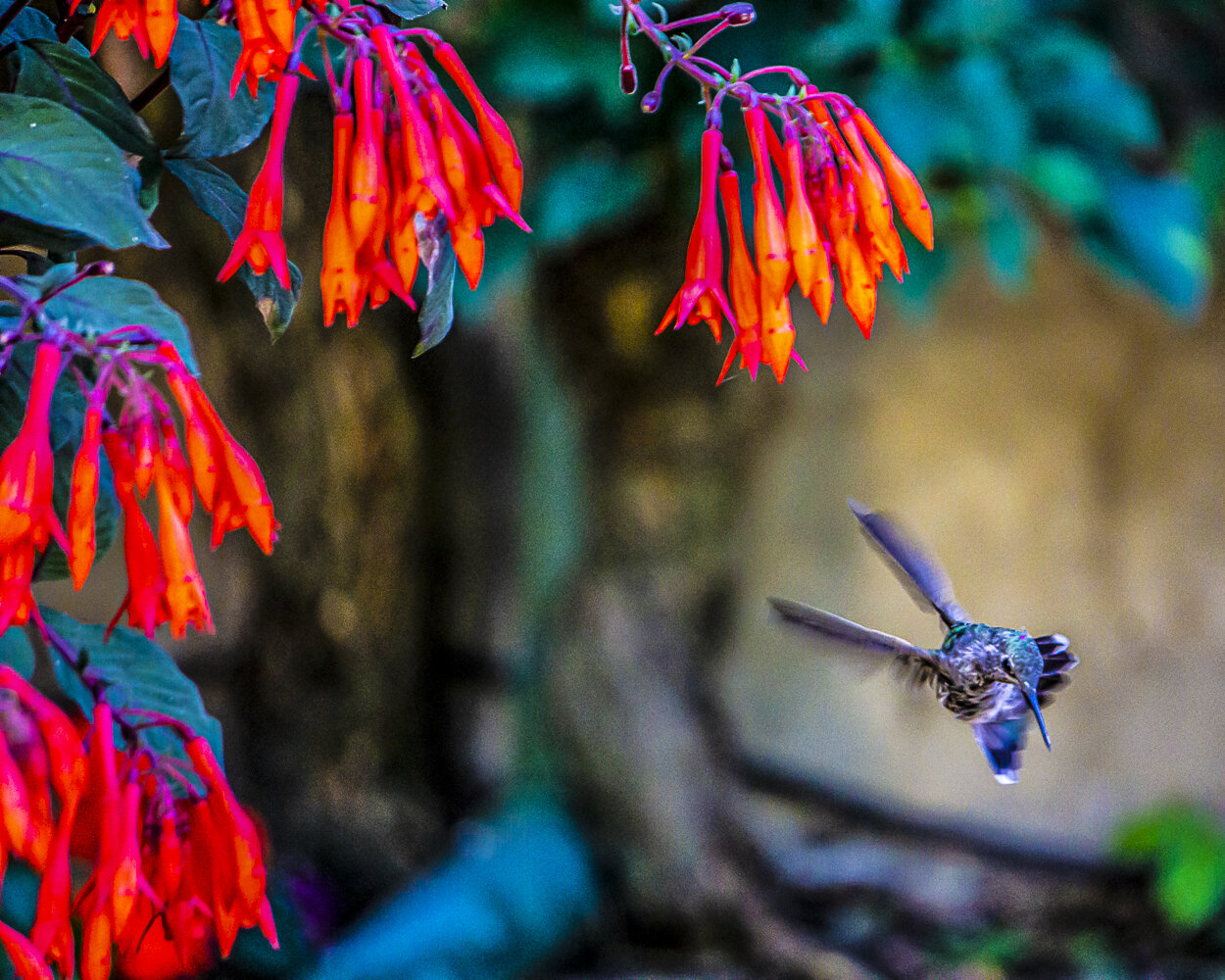 Hummingbird Acrobat