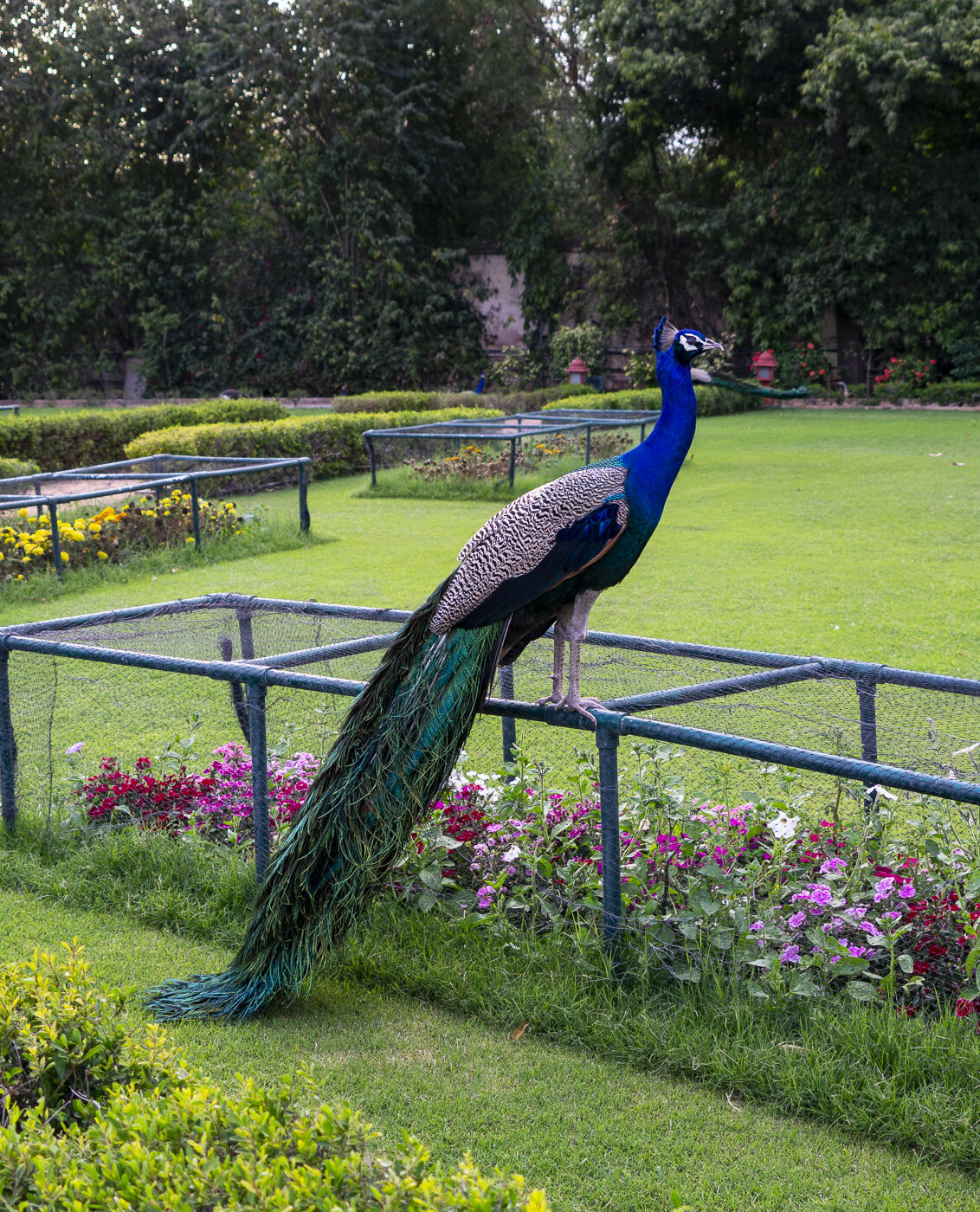 Rambagh Palace Garden Peacock