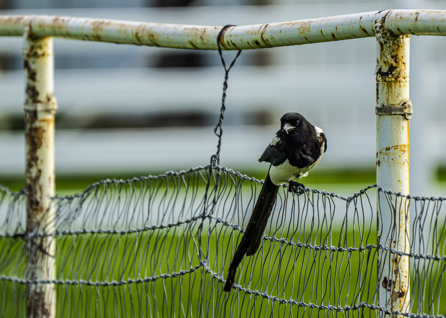 Magpie on a Fence