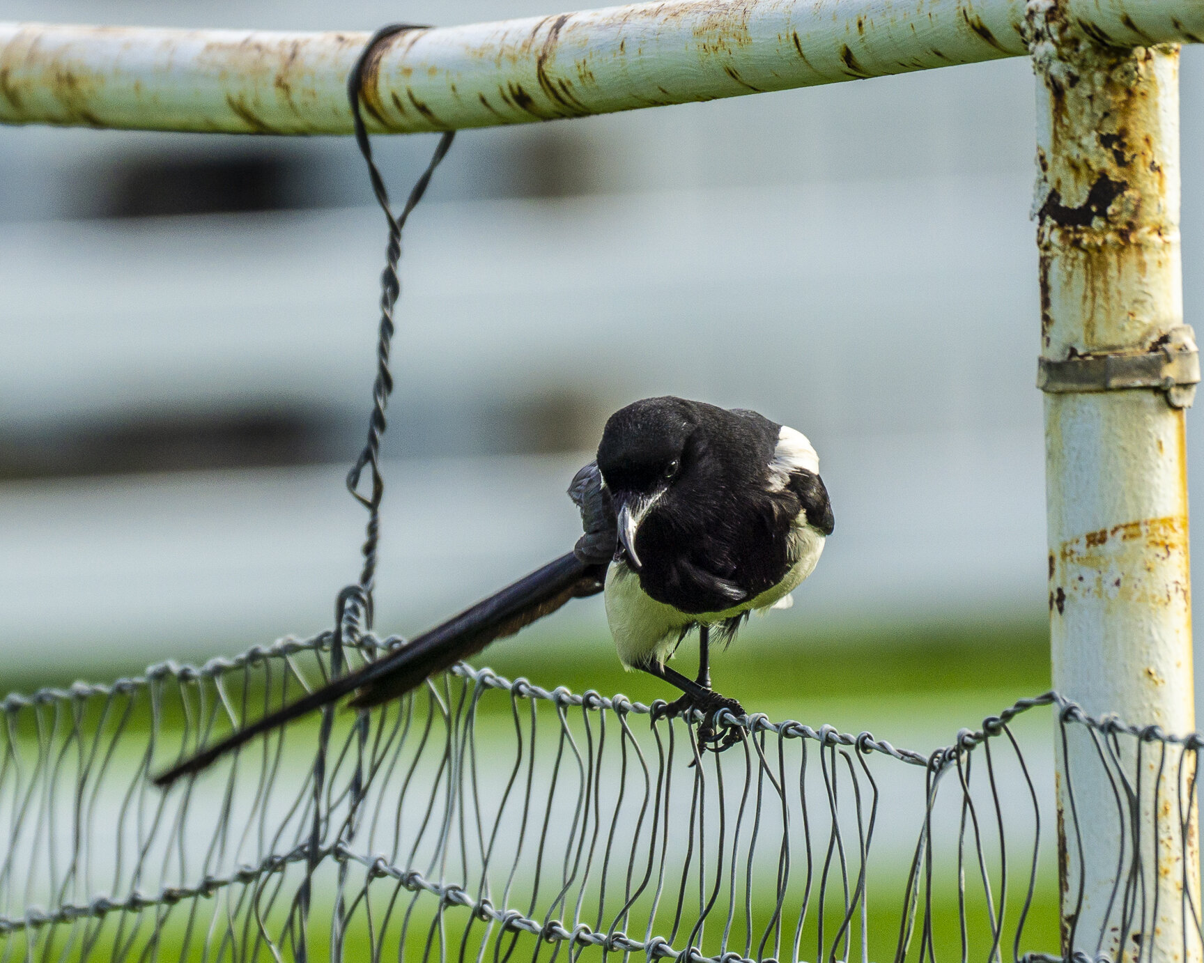 Magpie on Fence, Close