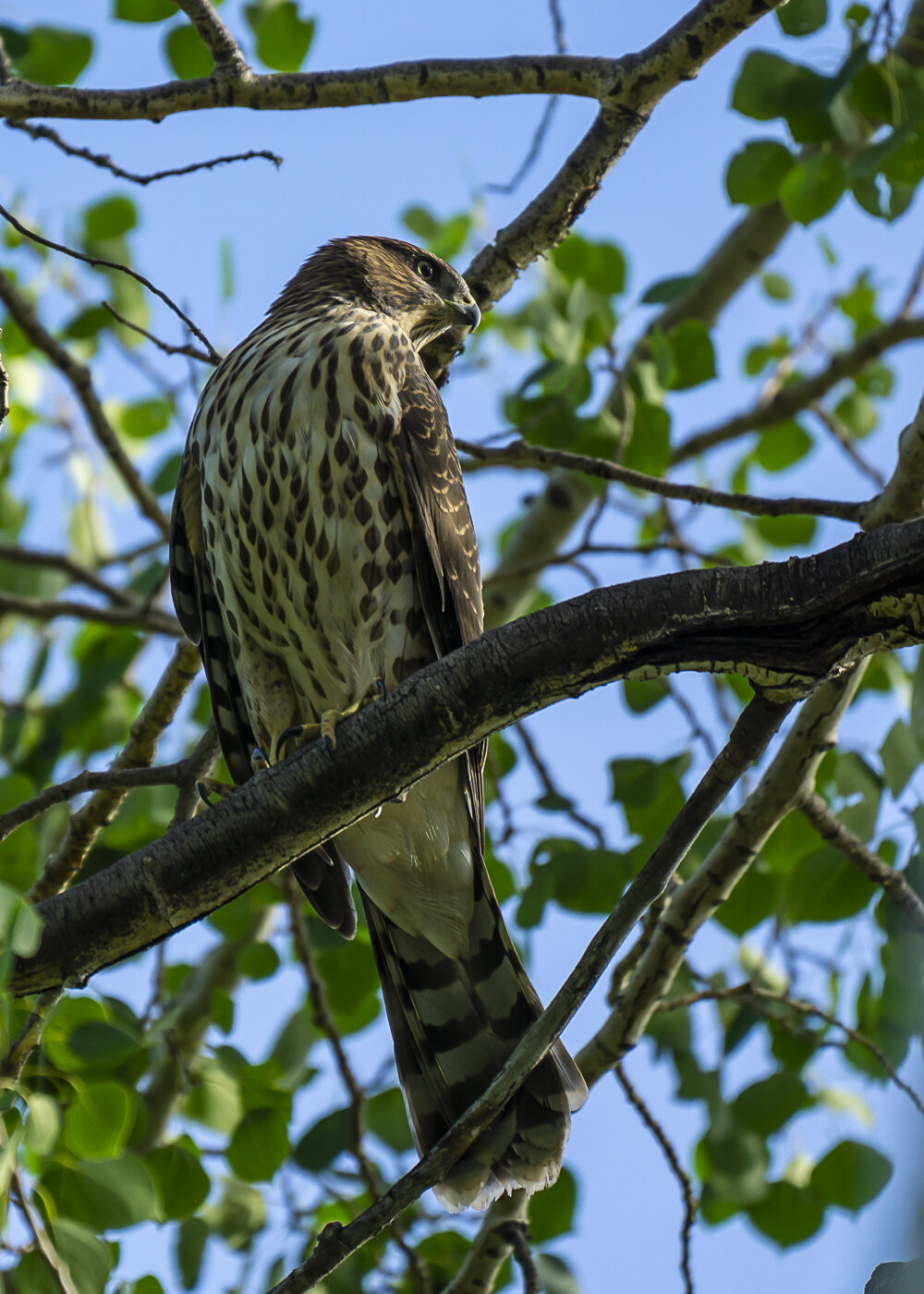 Juvenile Cooper's Hawk Looking over Shoulder
