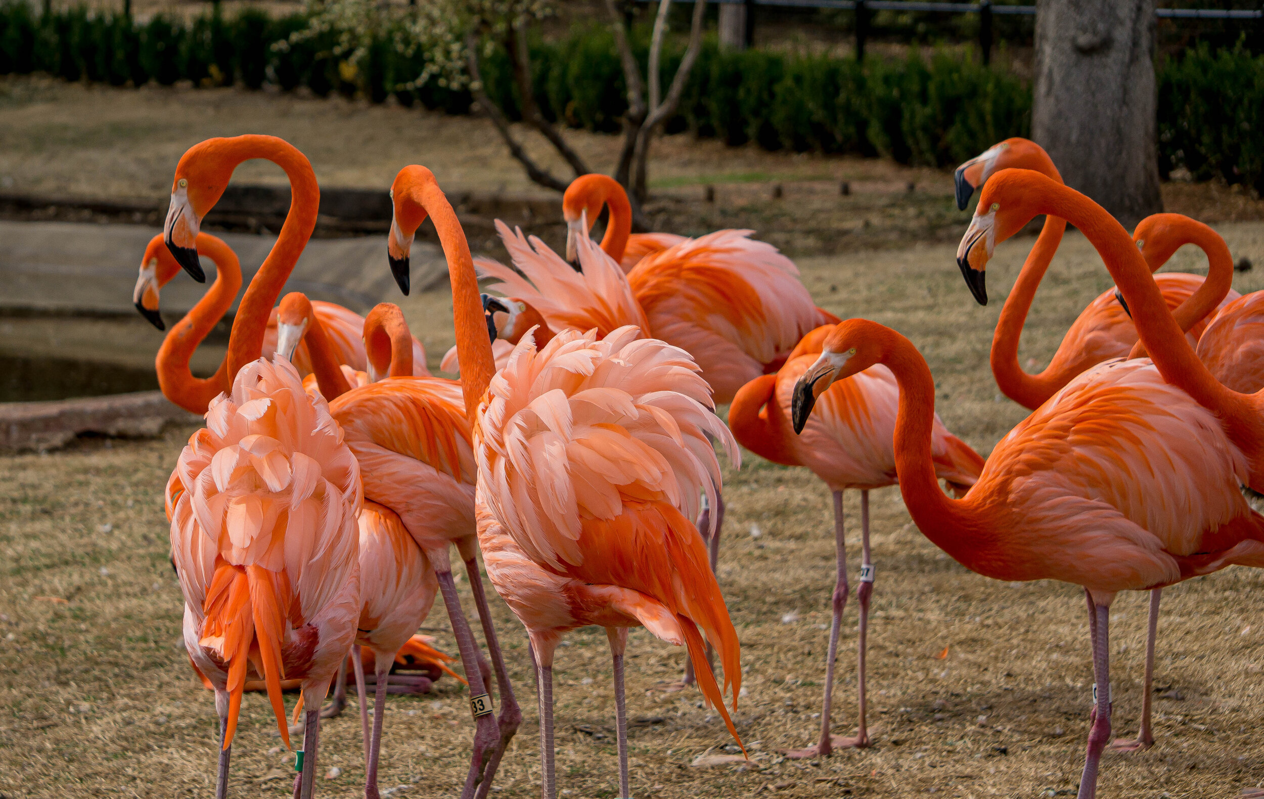 Flamingo Fun, Oklahoma City Zoo and Botanical Gardens