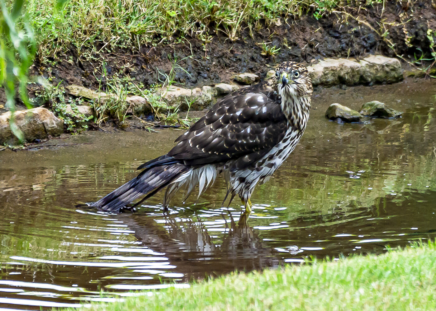 Juvenile Cooper's Hawk Bathing