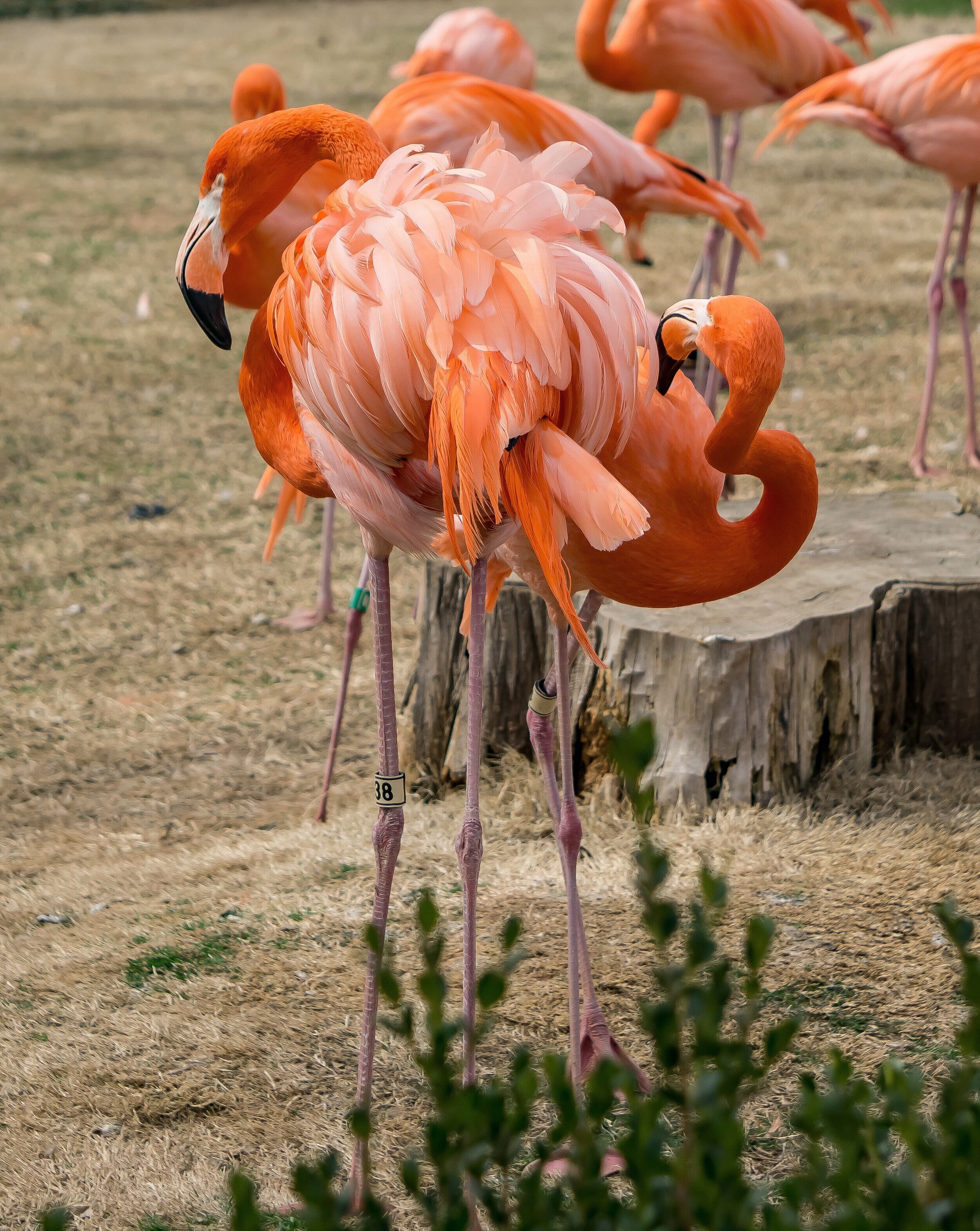 Two Flamingos, Oklahoma City Zoo and Botanical Gardens