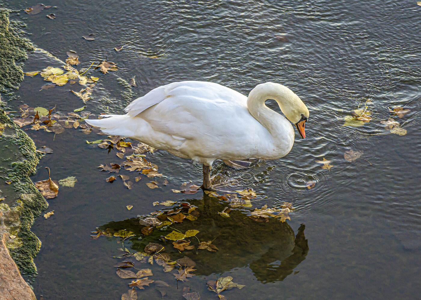 Mute Swan in Fall Leaves