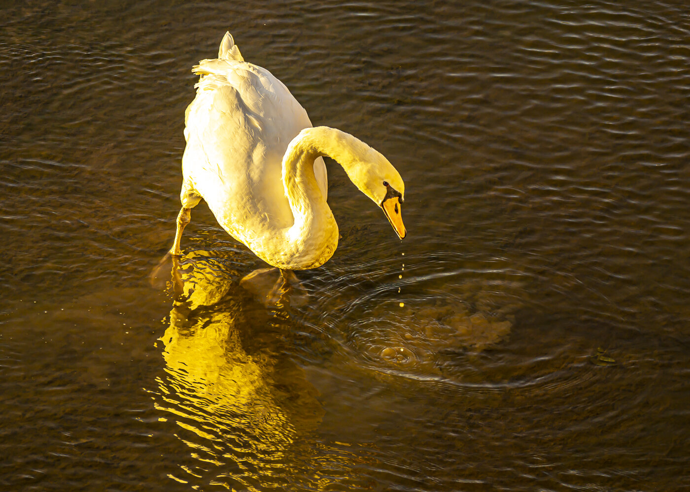 Mute Swan in Dramatic Light