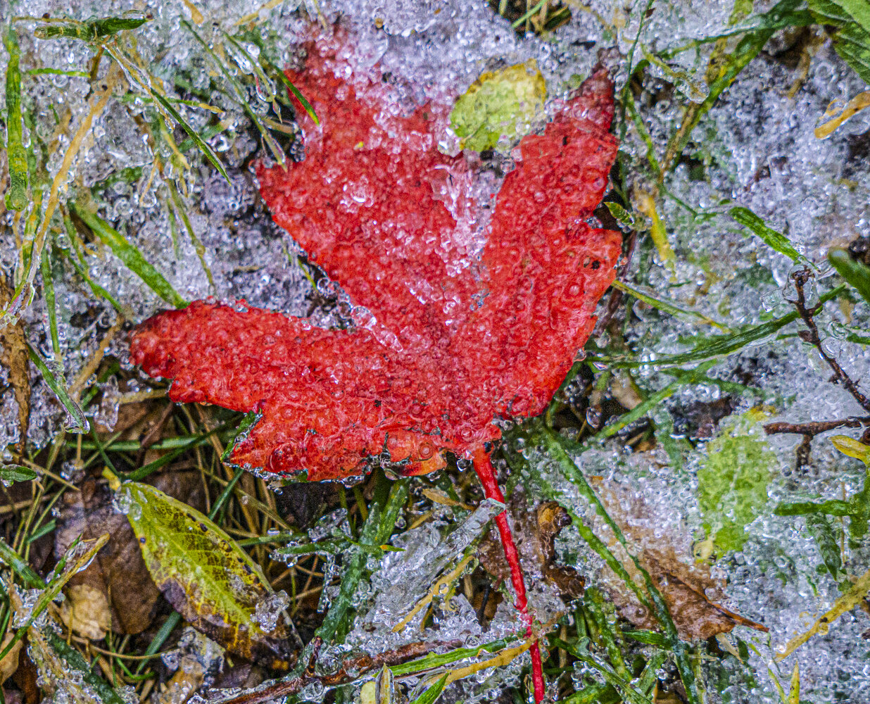 Frozen Red Leaf