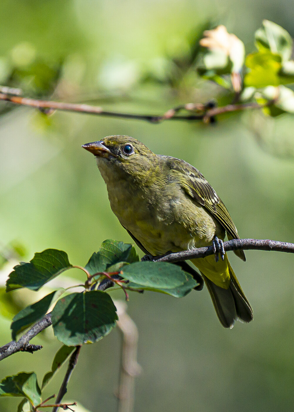 Female Western Tanager Reaching Out