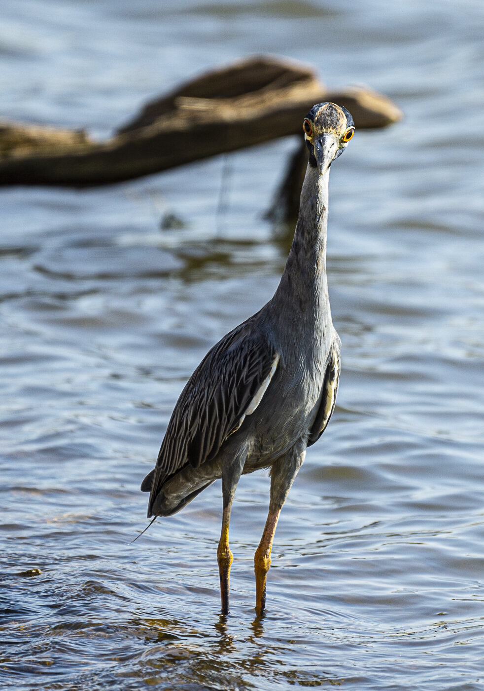 Yellow Crowned Night Heron with Crazy Eyes