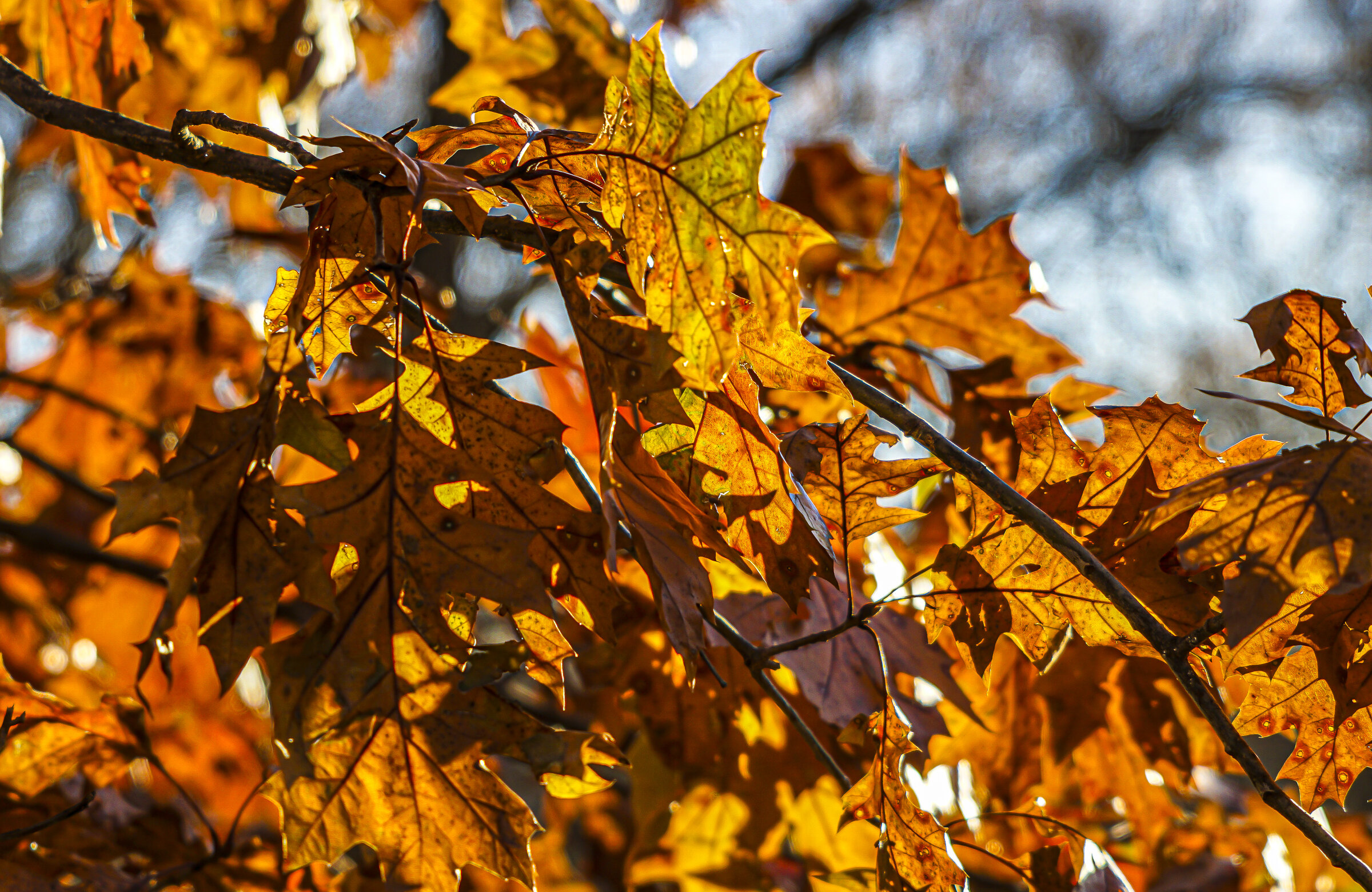 Fall Leaves, Martin Nature Park