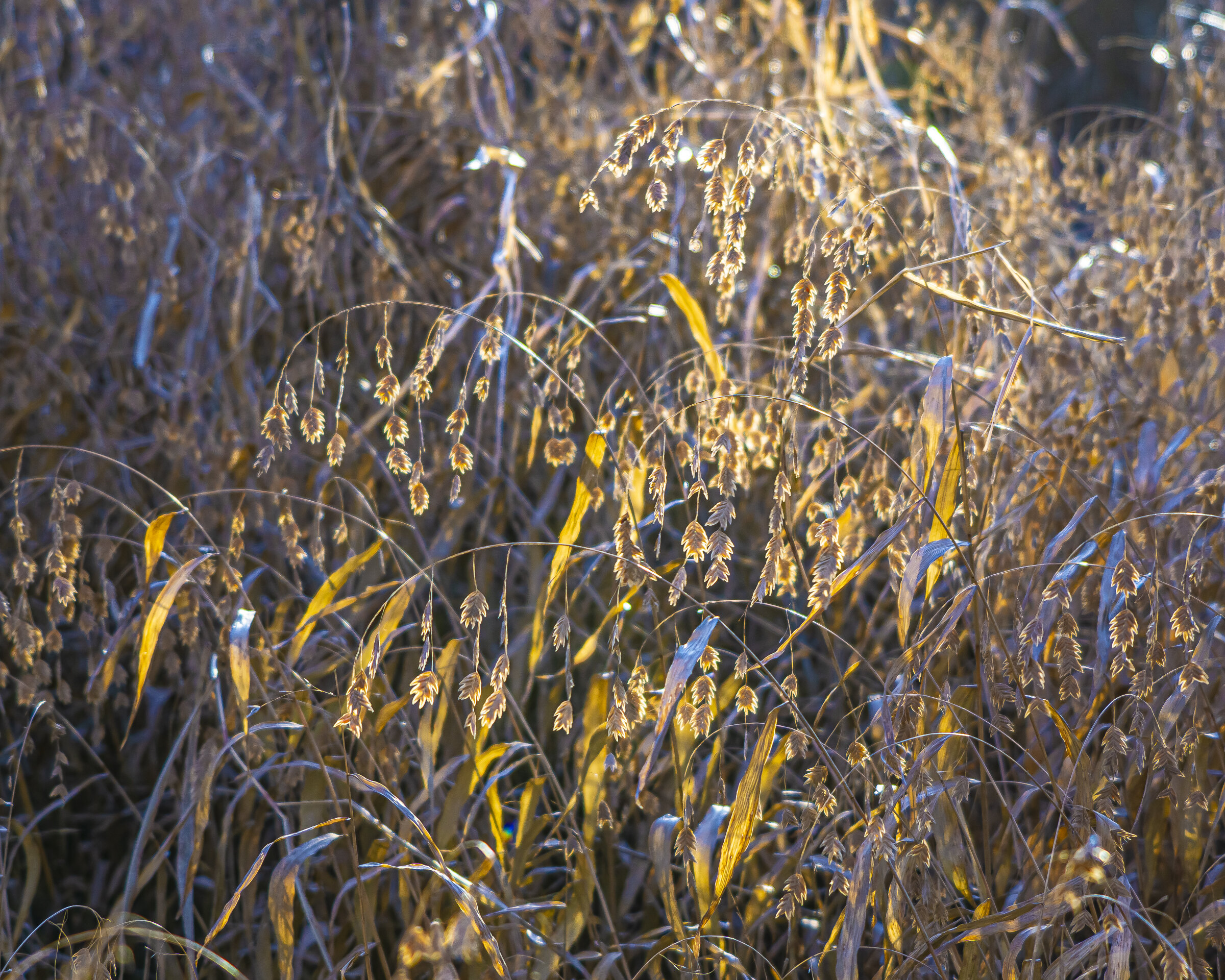 Hanging Grasses in Sun, Martin Nature Park