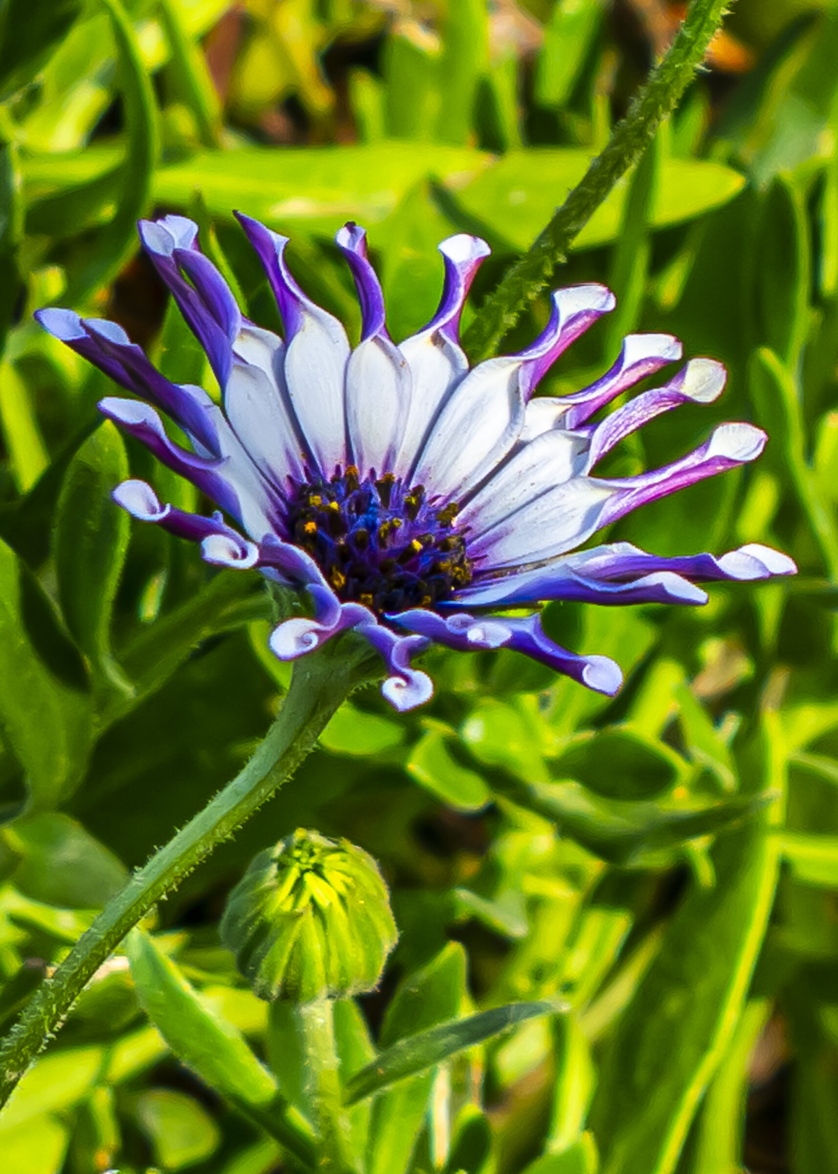 Purple and White African Daisy, Descanso Gardens