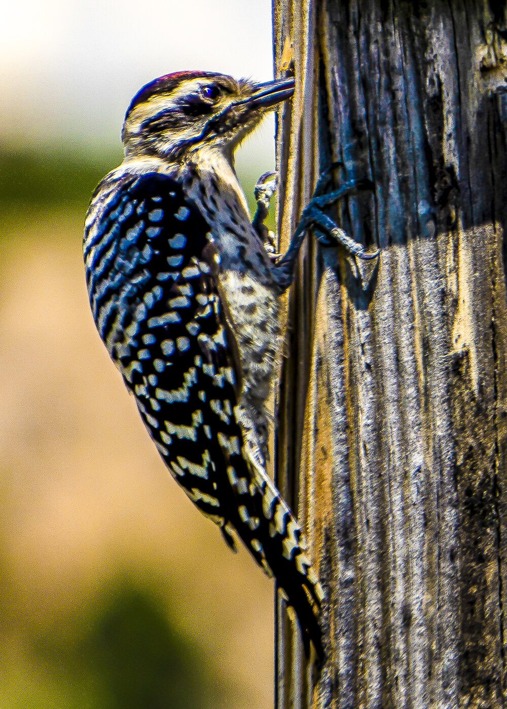 Ladderback Woodpecker Pecking