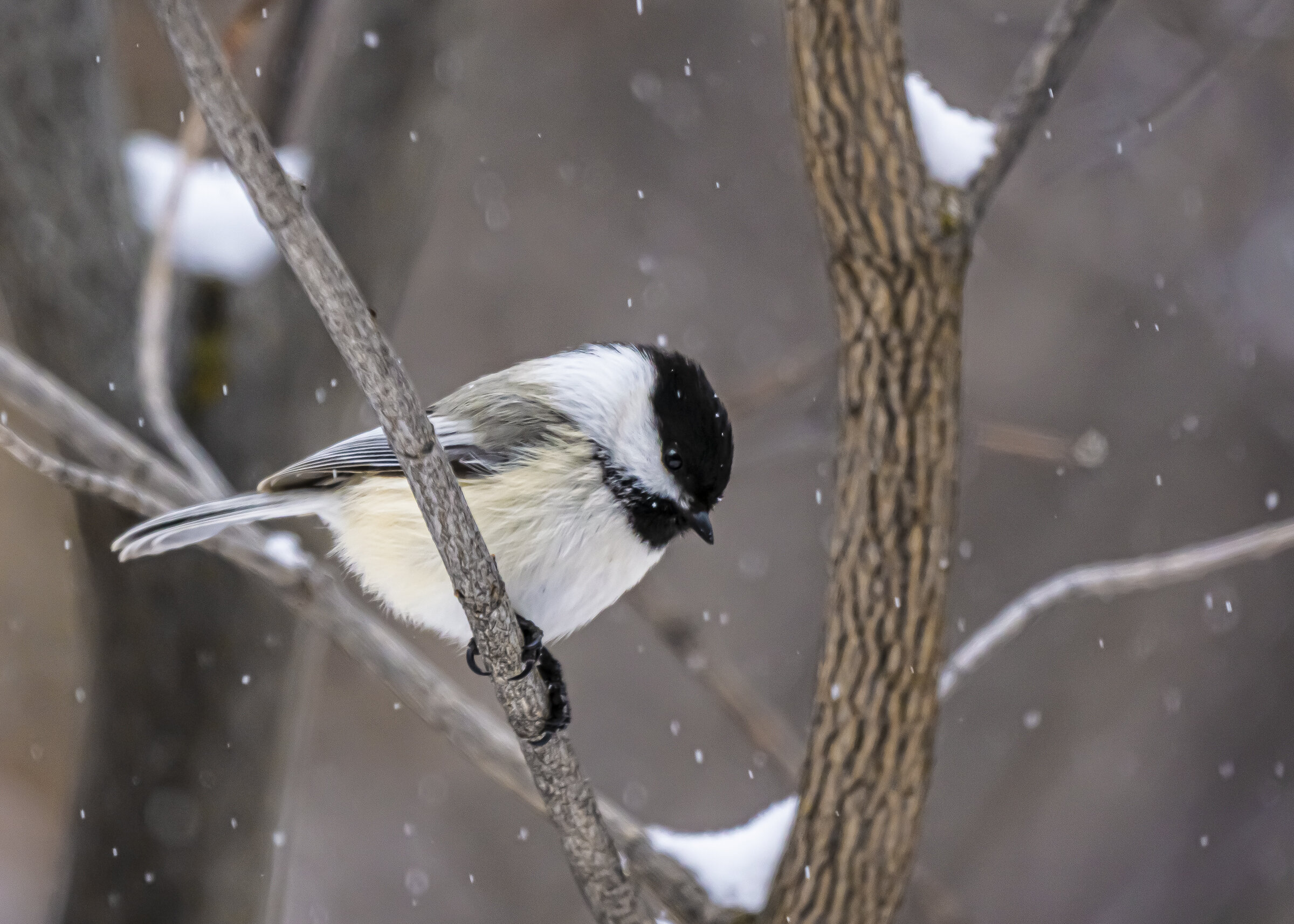 Black-capped Chickadee in the snow