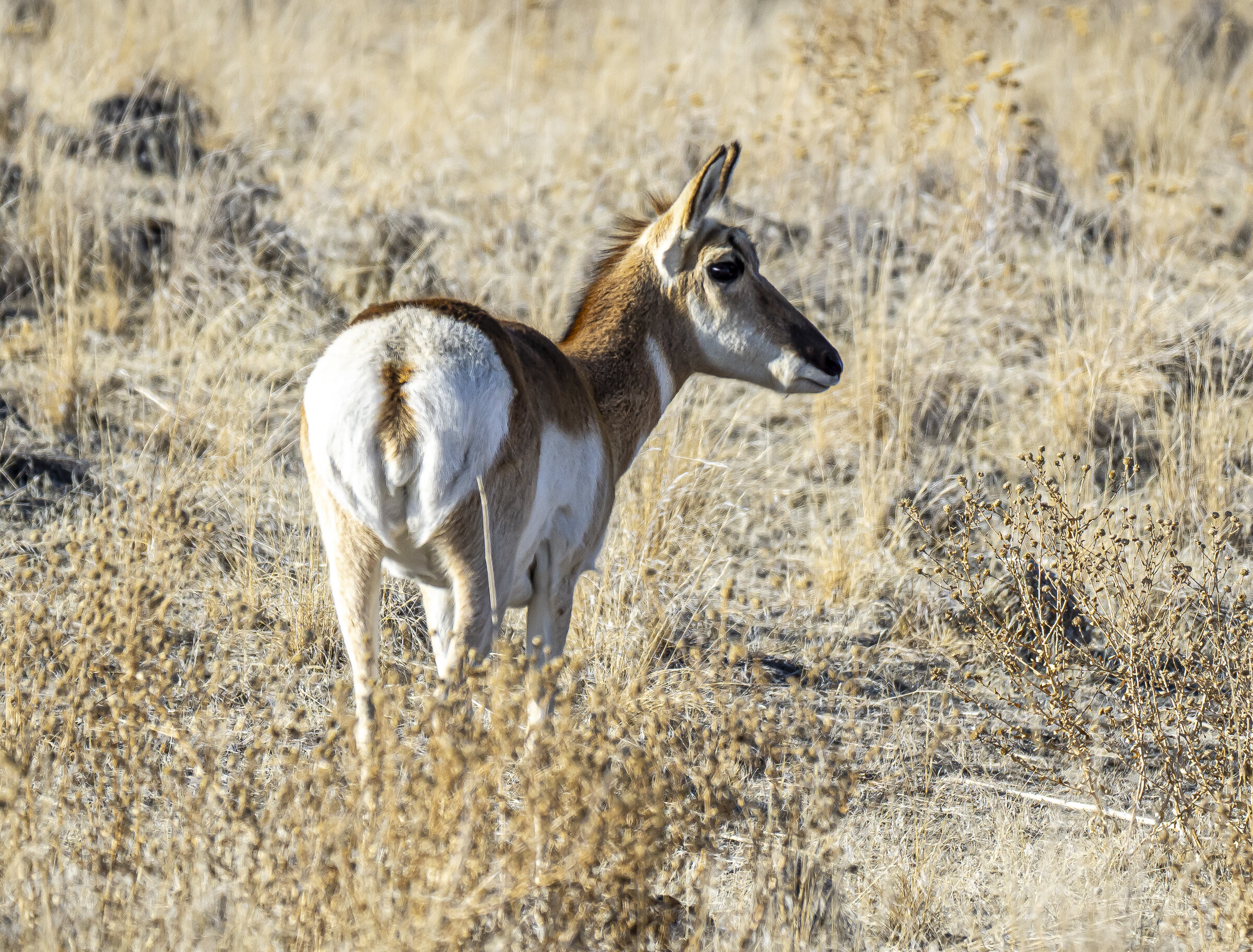 Pronghorn Lookout