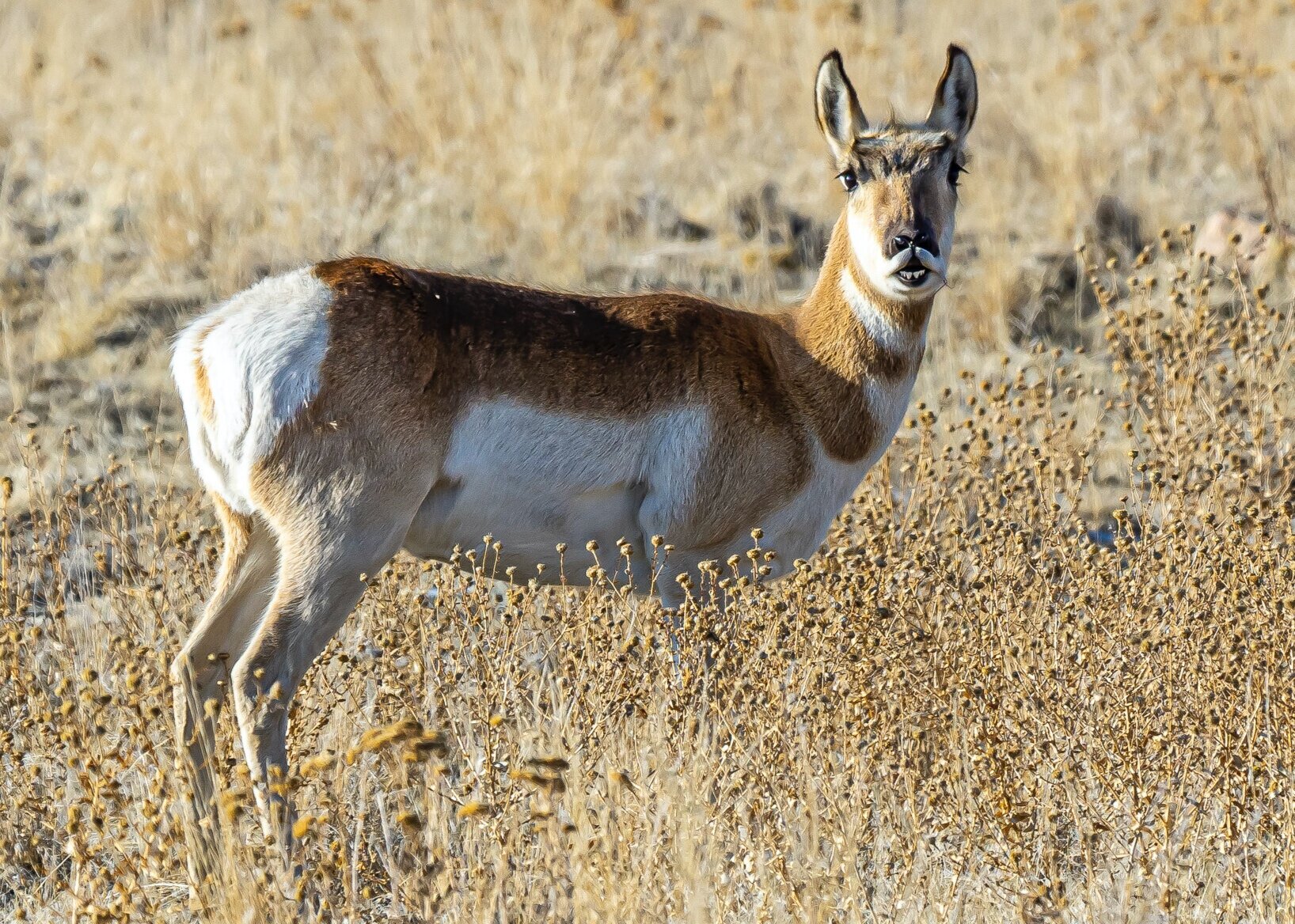 Funny Face Pronghorn