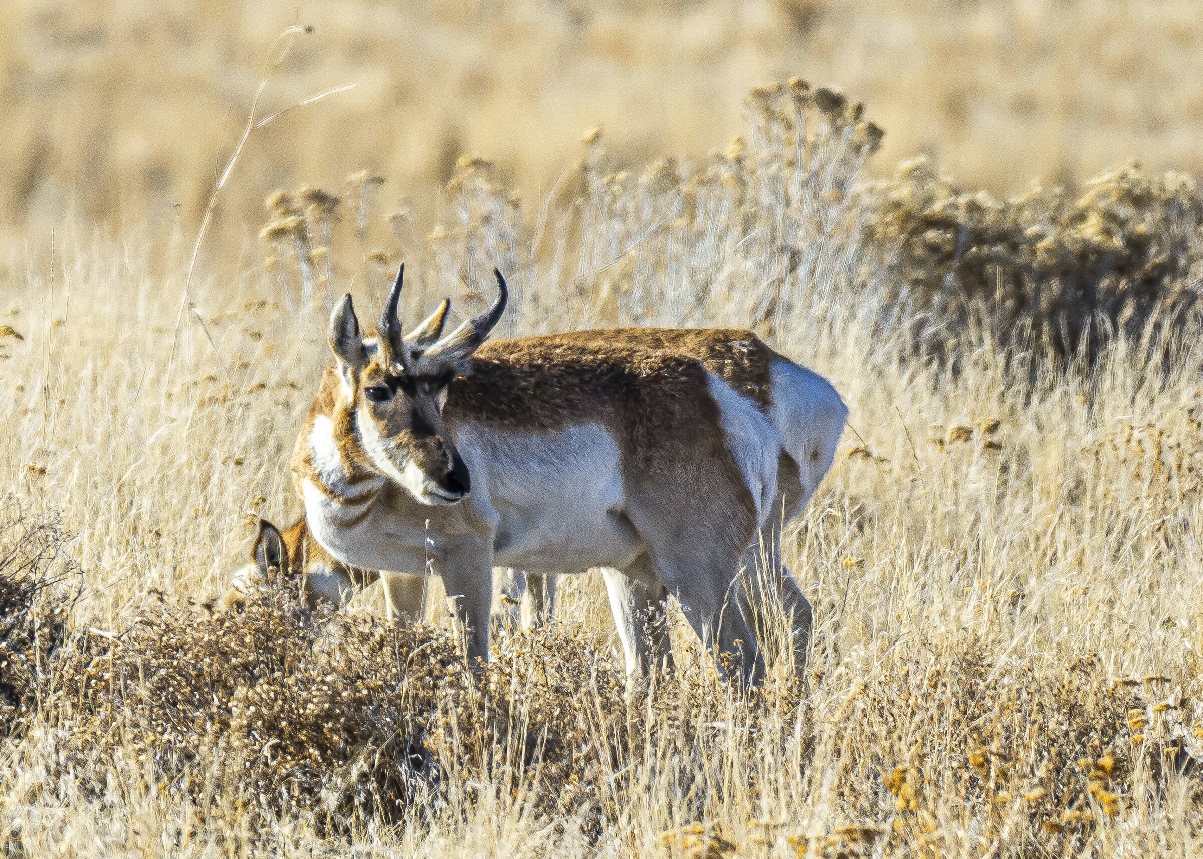 Two Pronghorn