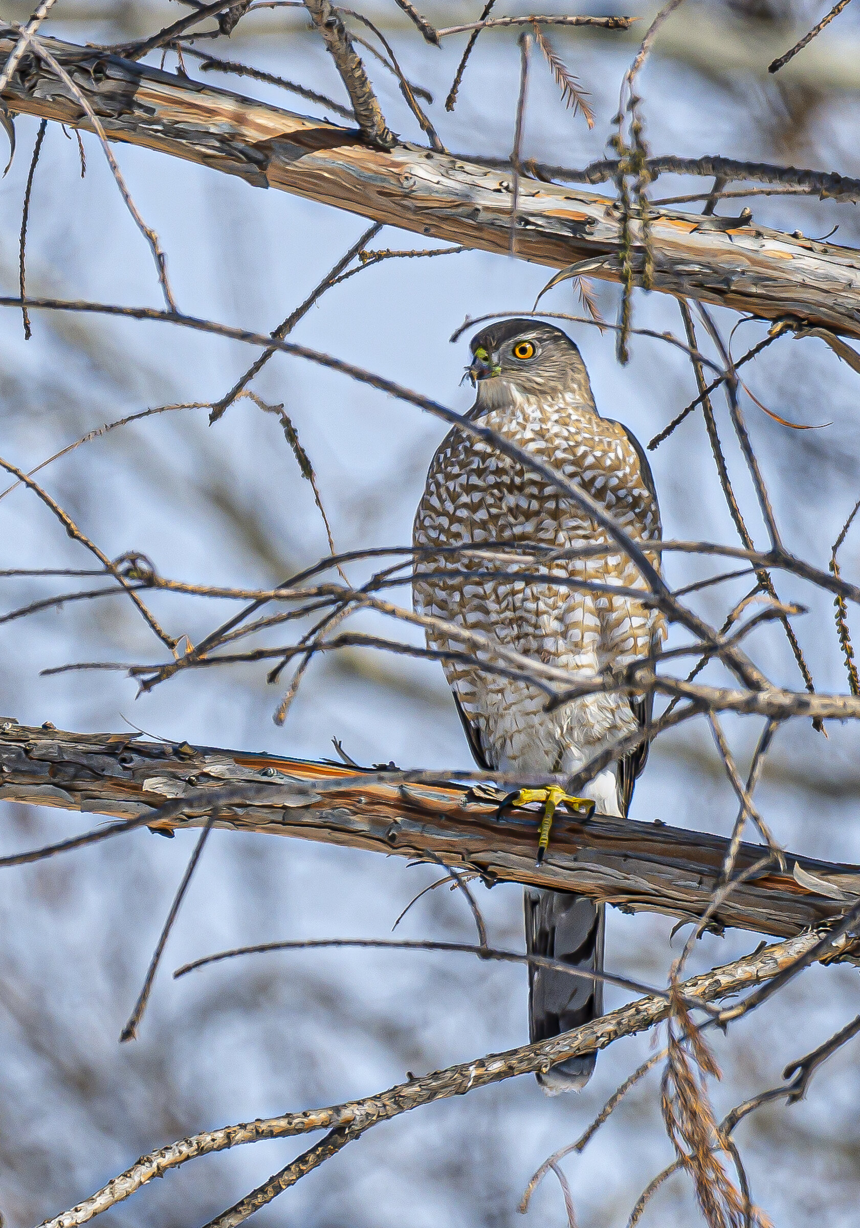Cooper's Hawk Eating an Insect