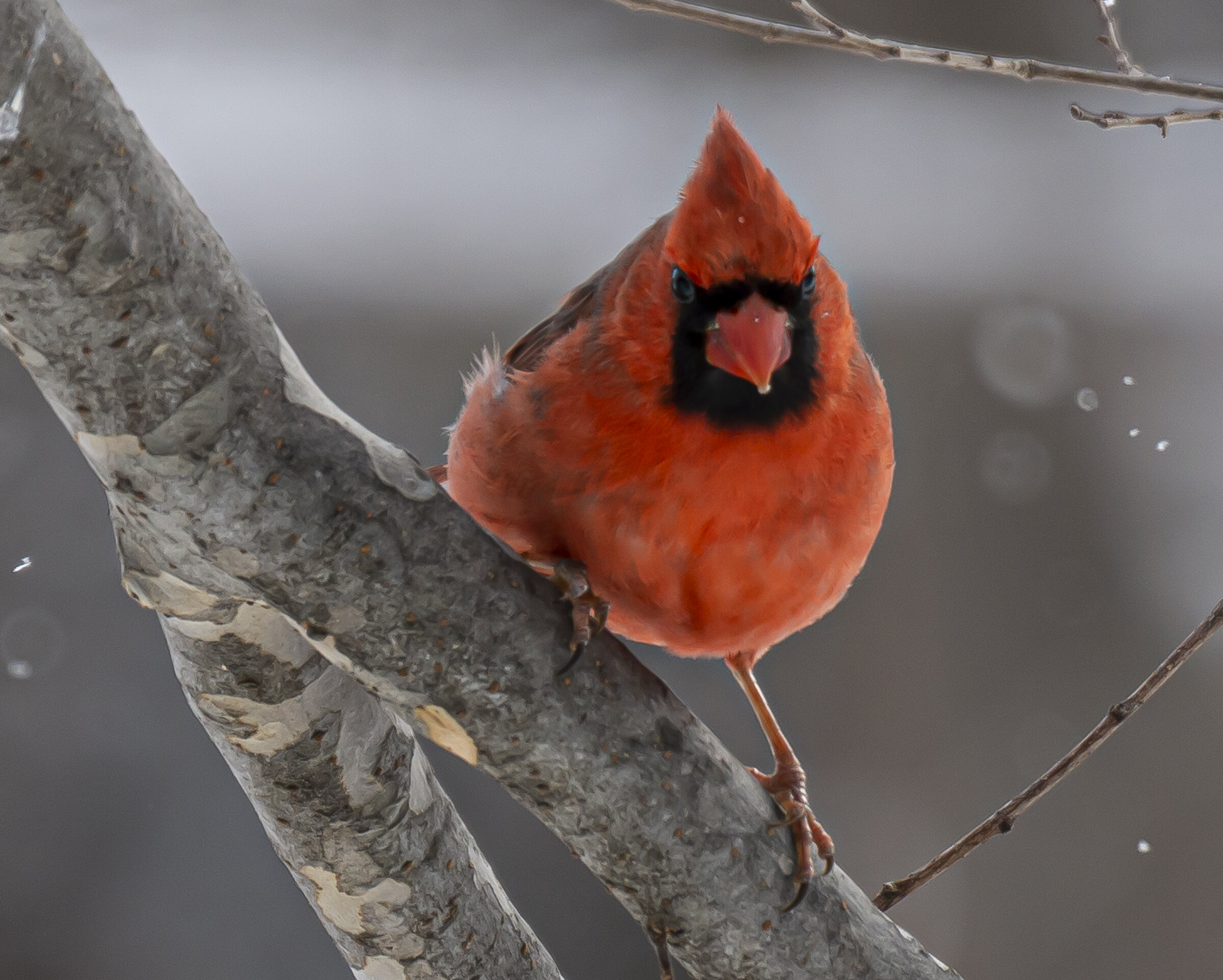 Saucy Cardinal