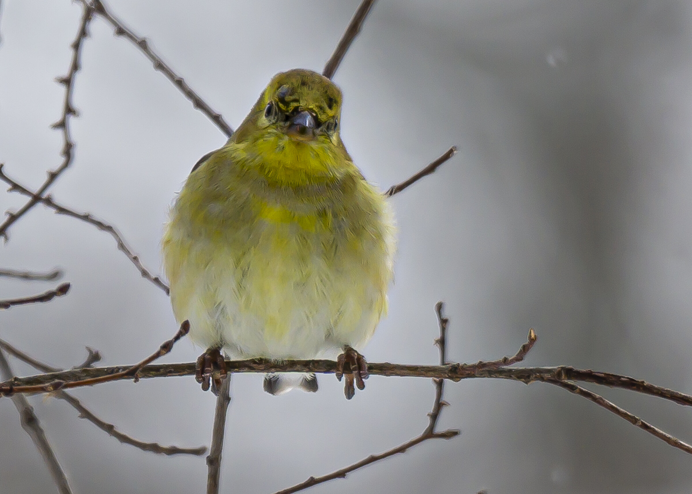 Goldfinch in the snow, Close