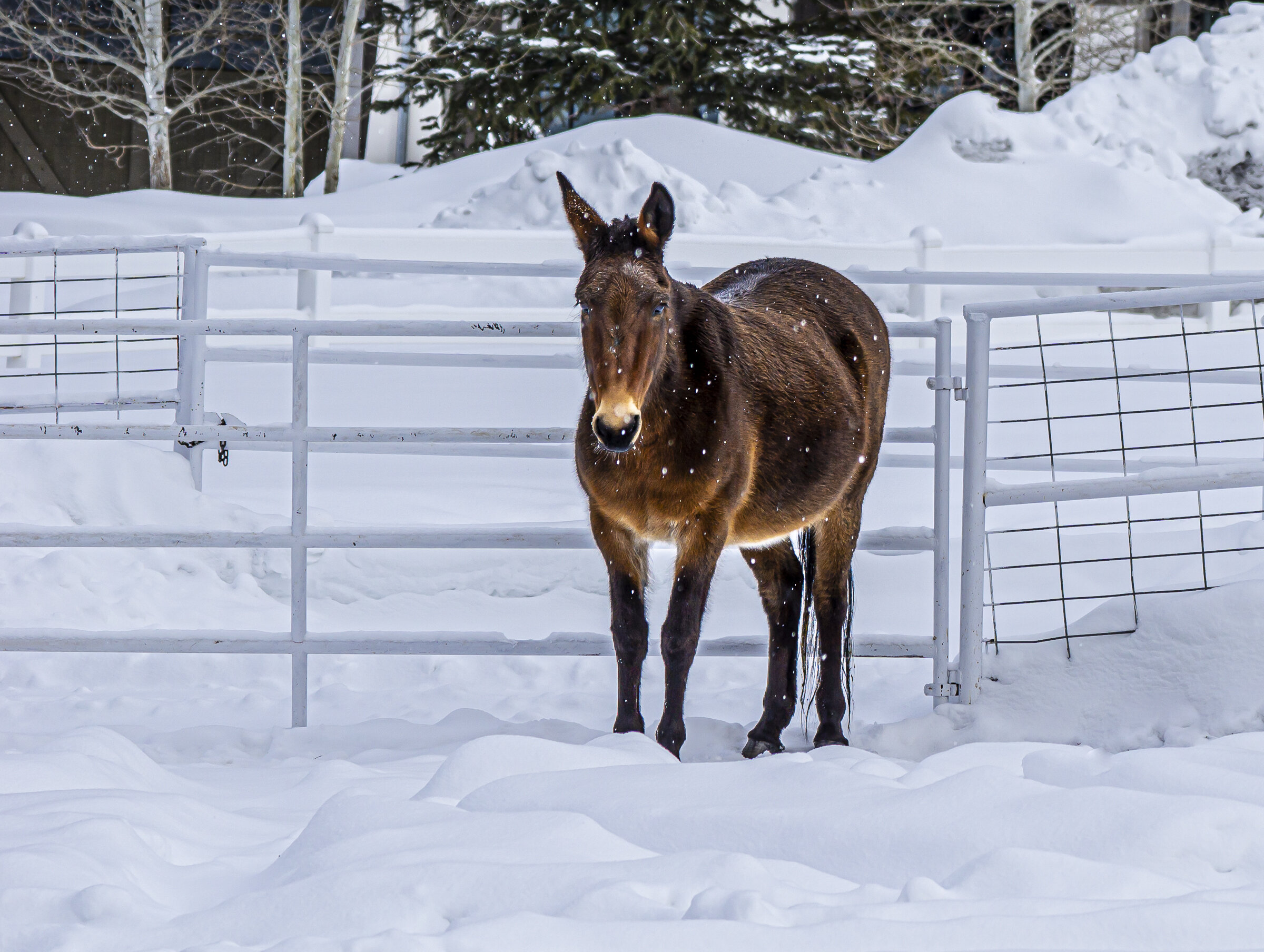 Mule in the Snow