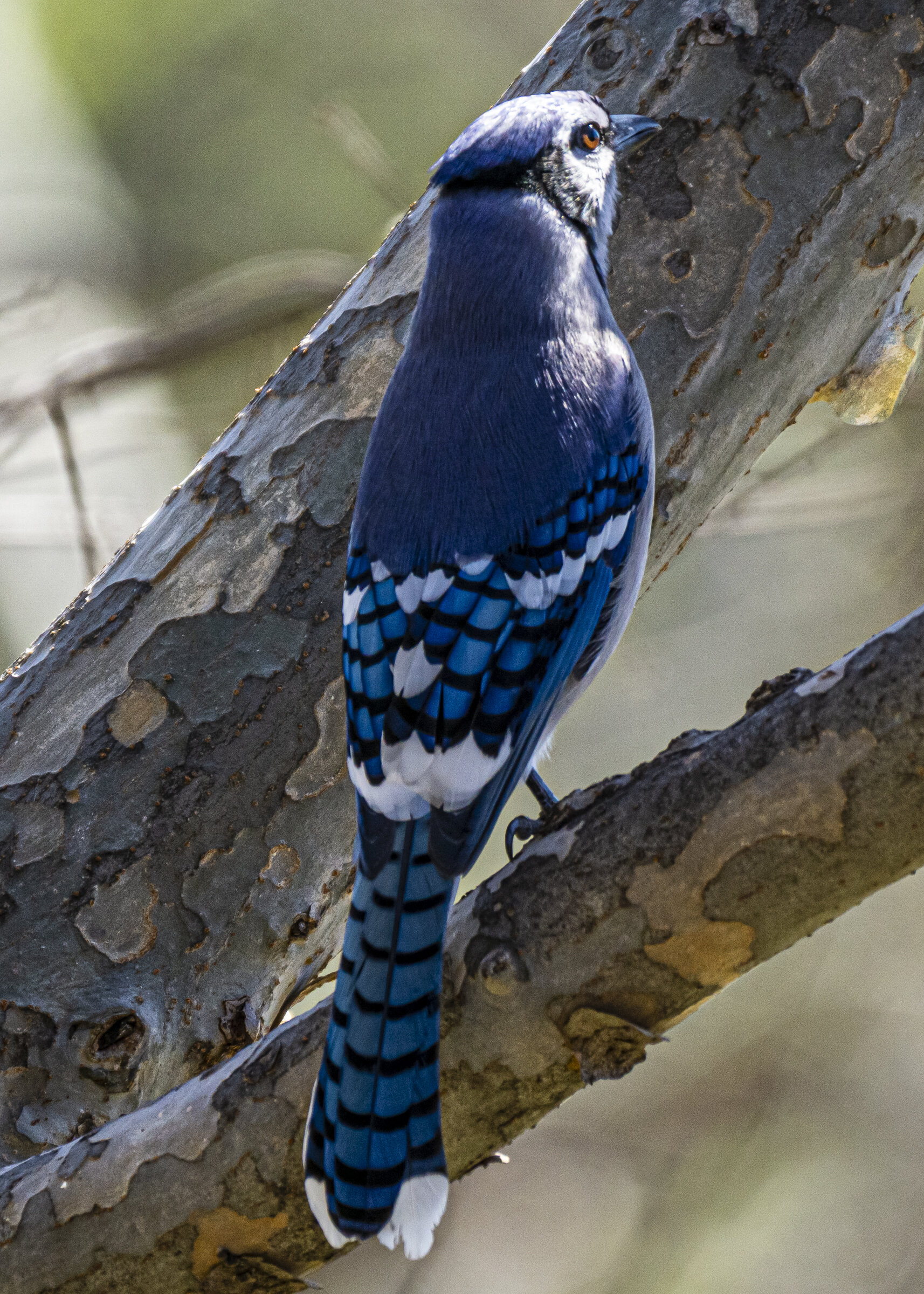 Blue Jay Back View