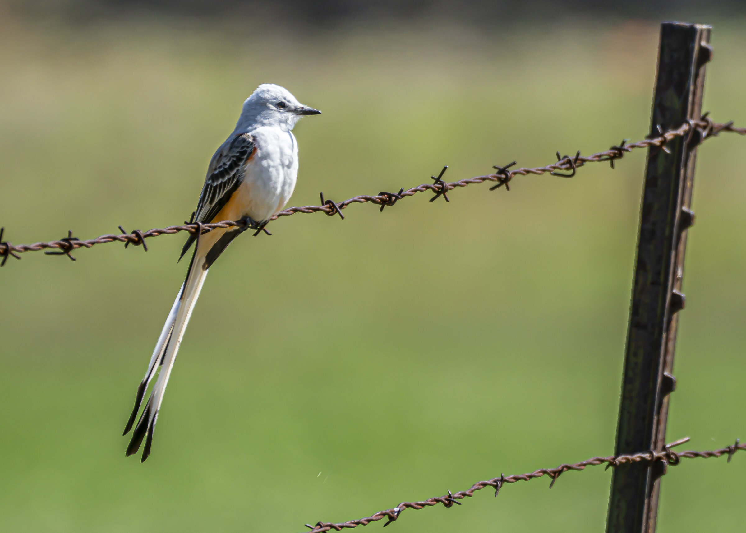 Scissor-tailed Flycatcher, Oklahoma's State Bird