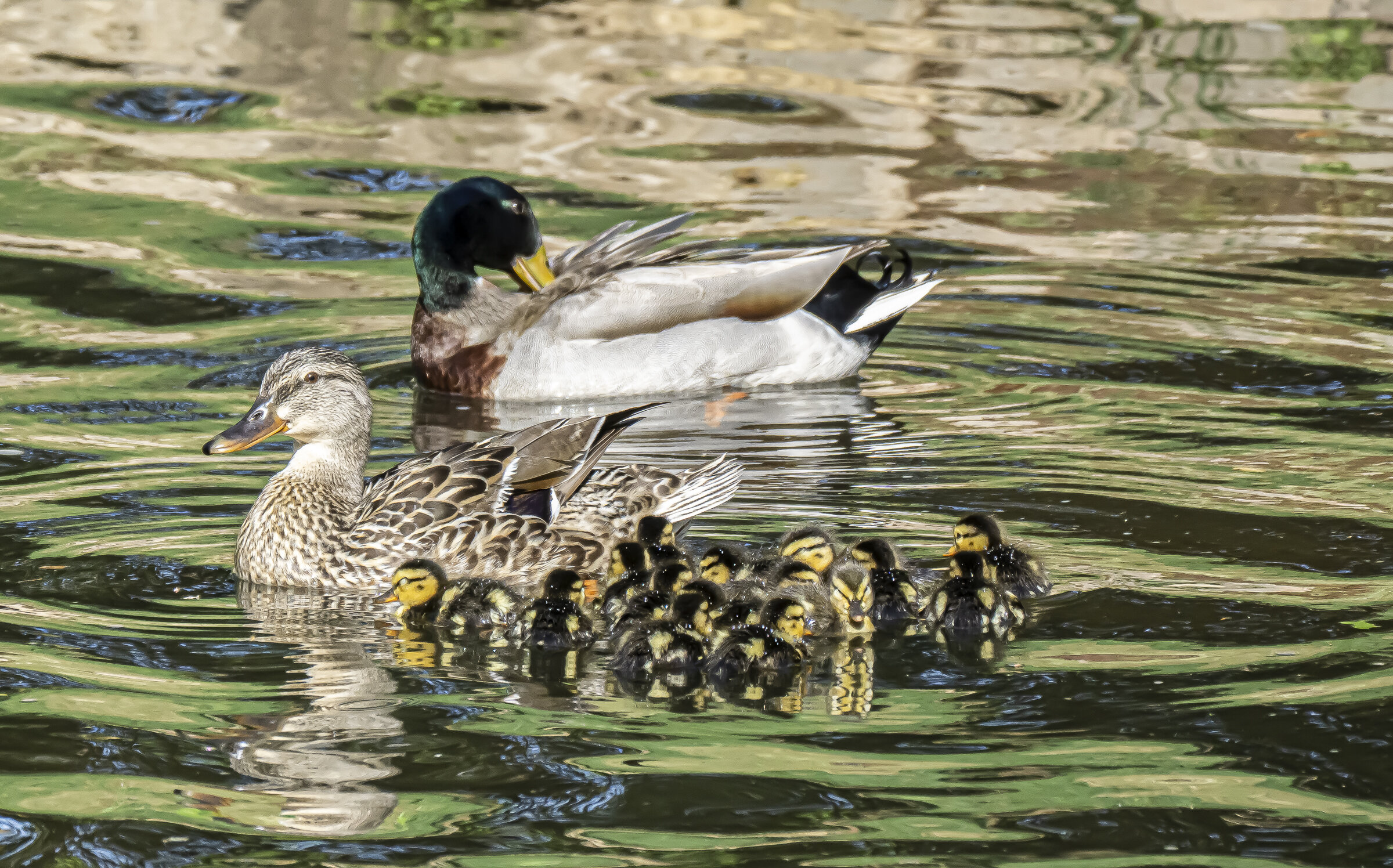 Duck Family 2021