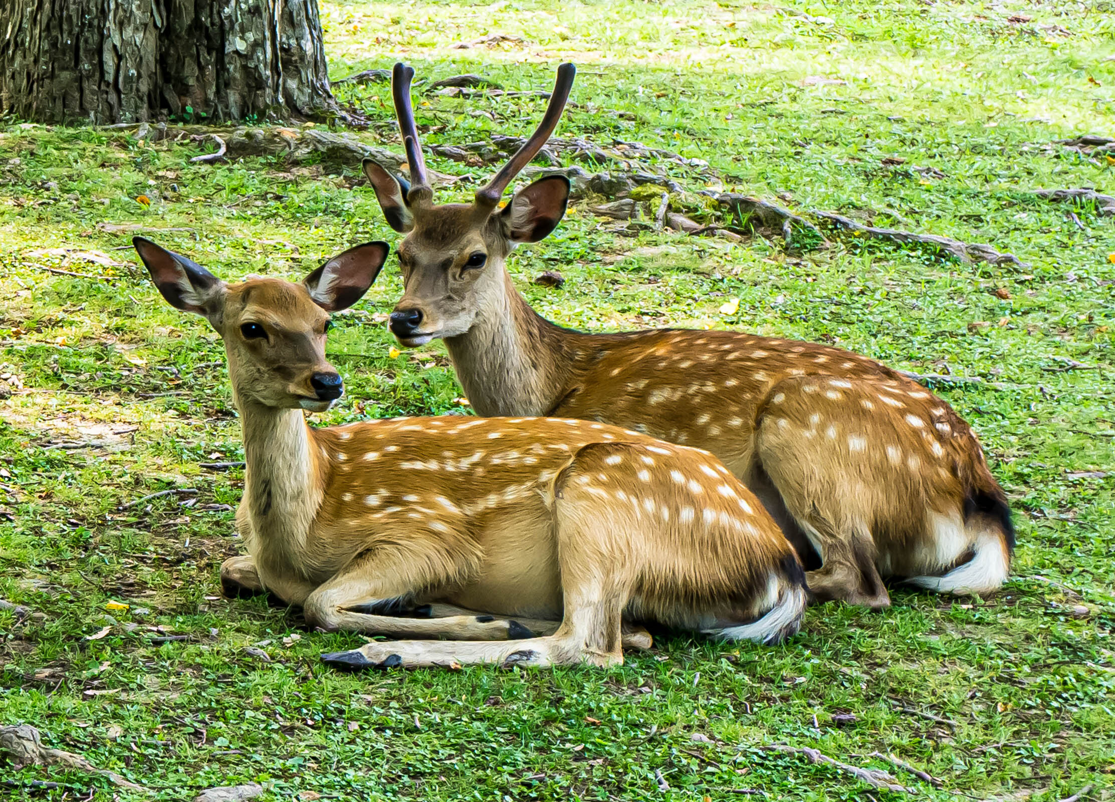 Sika Deer Couple