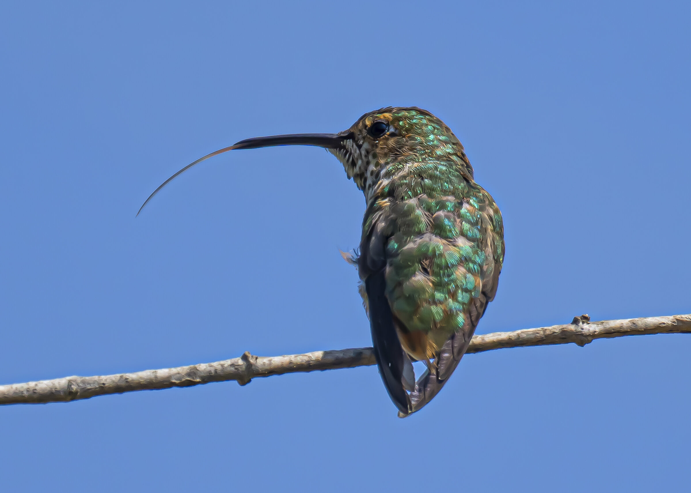 Rufous Hummingbird Tasting the Air
