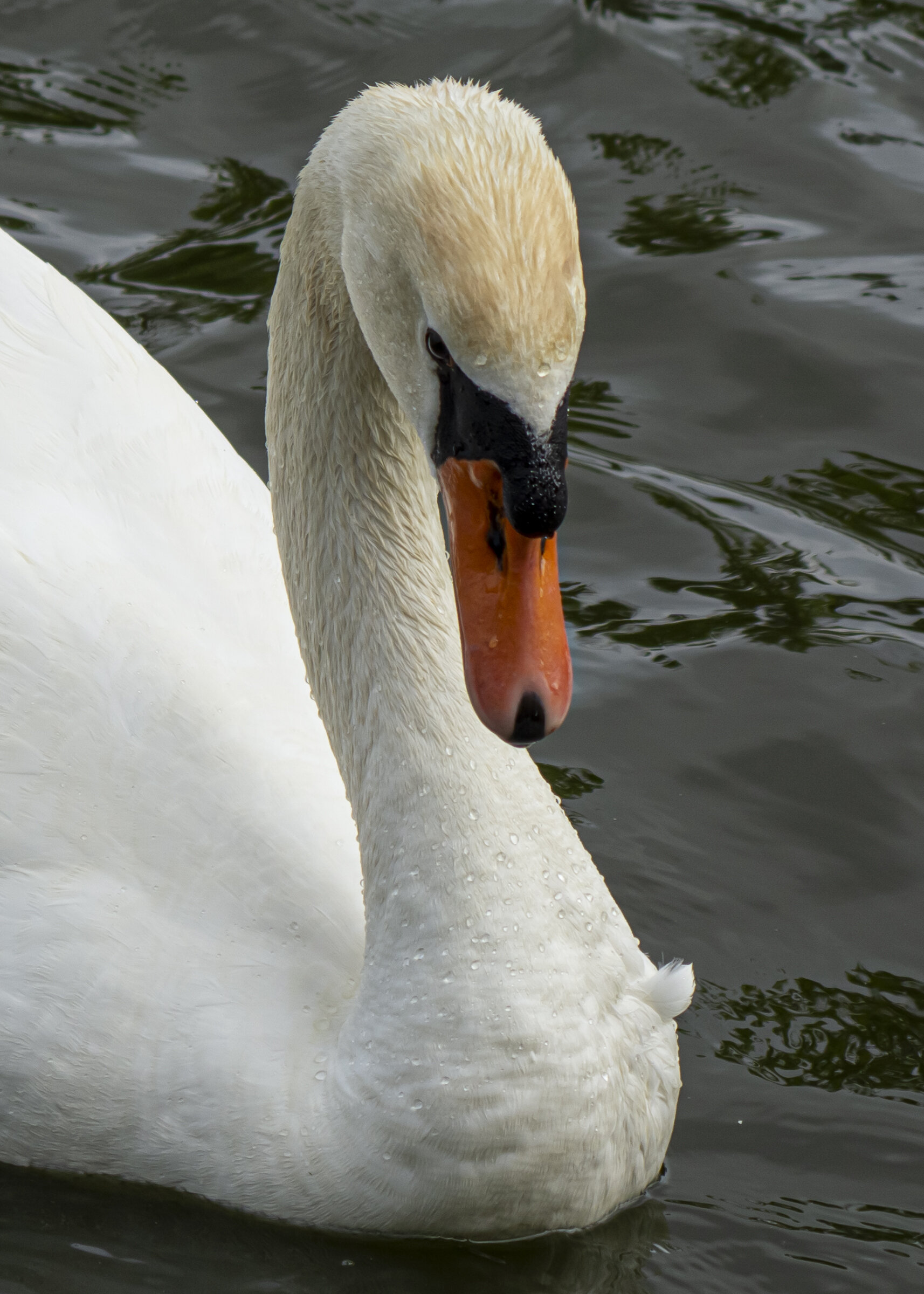 Female Swan, Close up