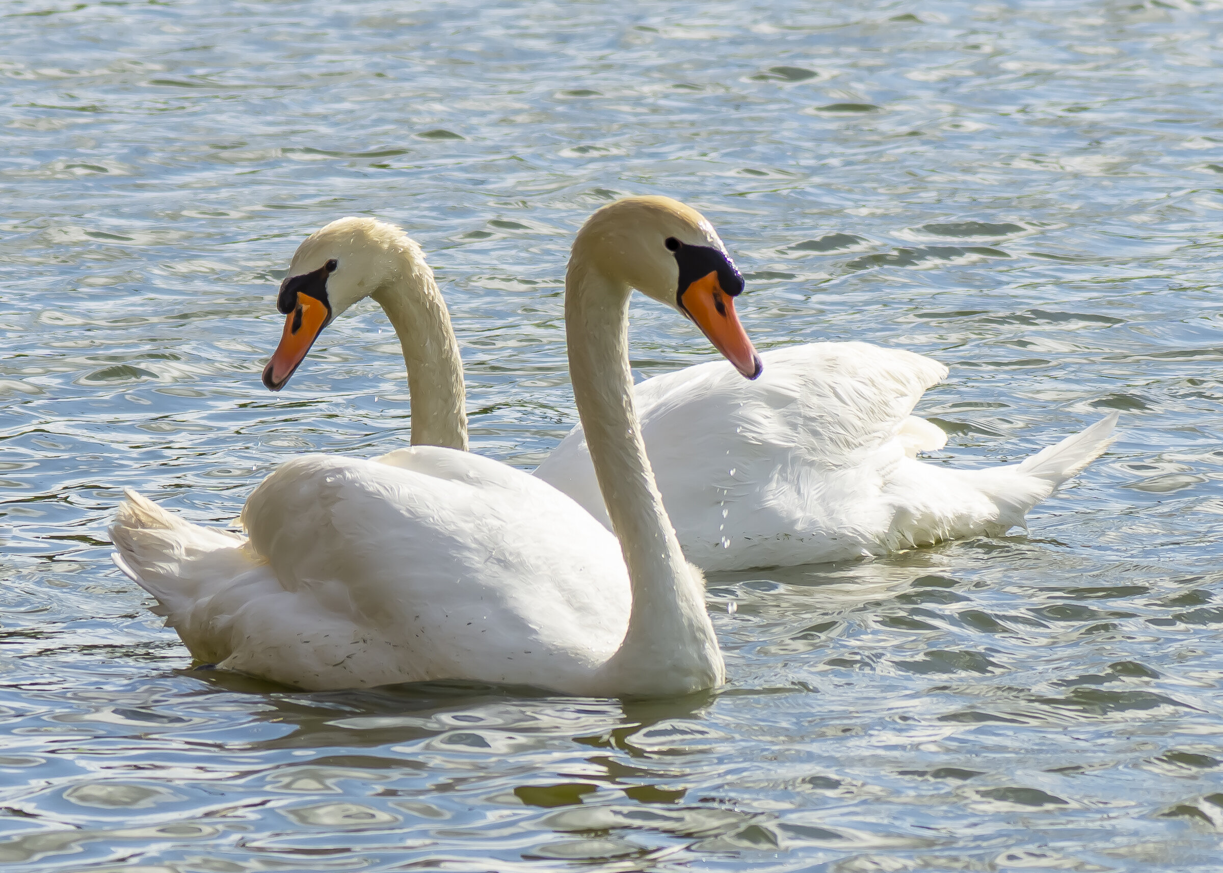 Swan Pair