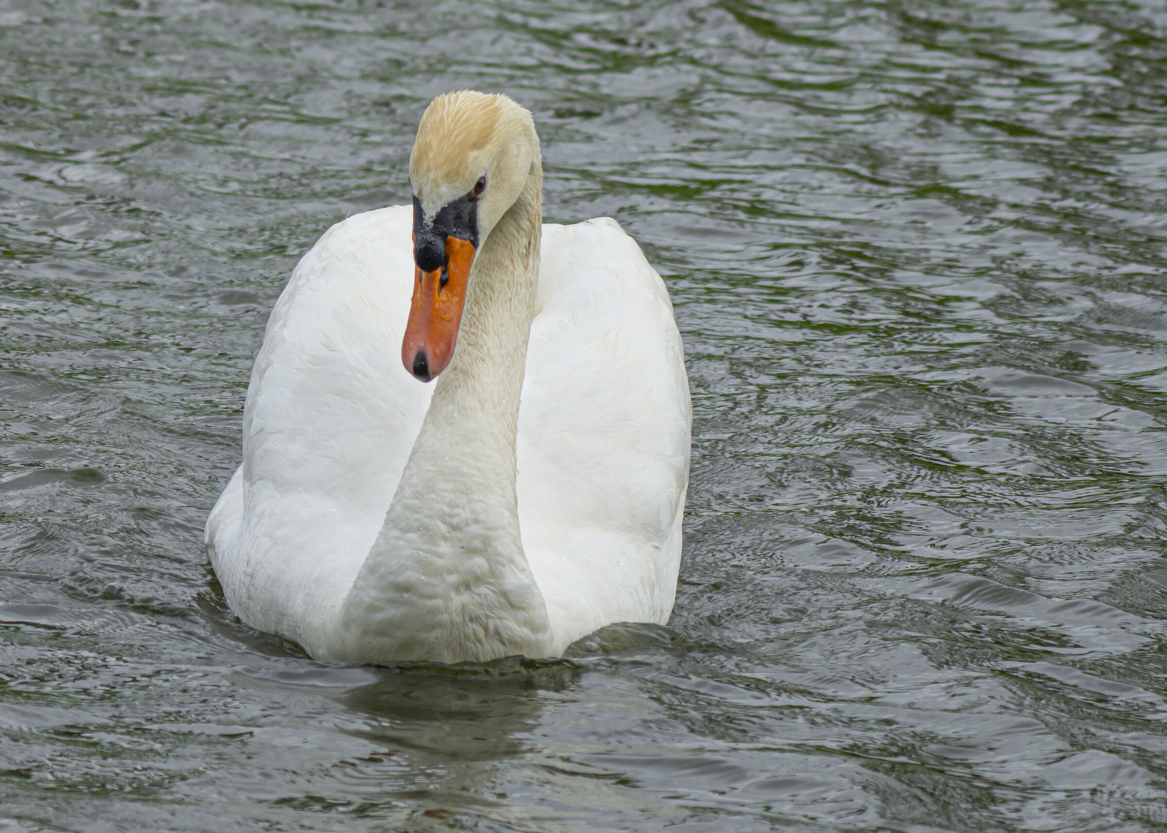Swan Swimming 