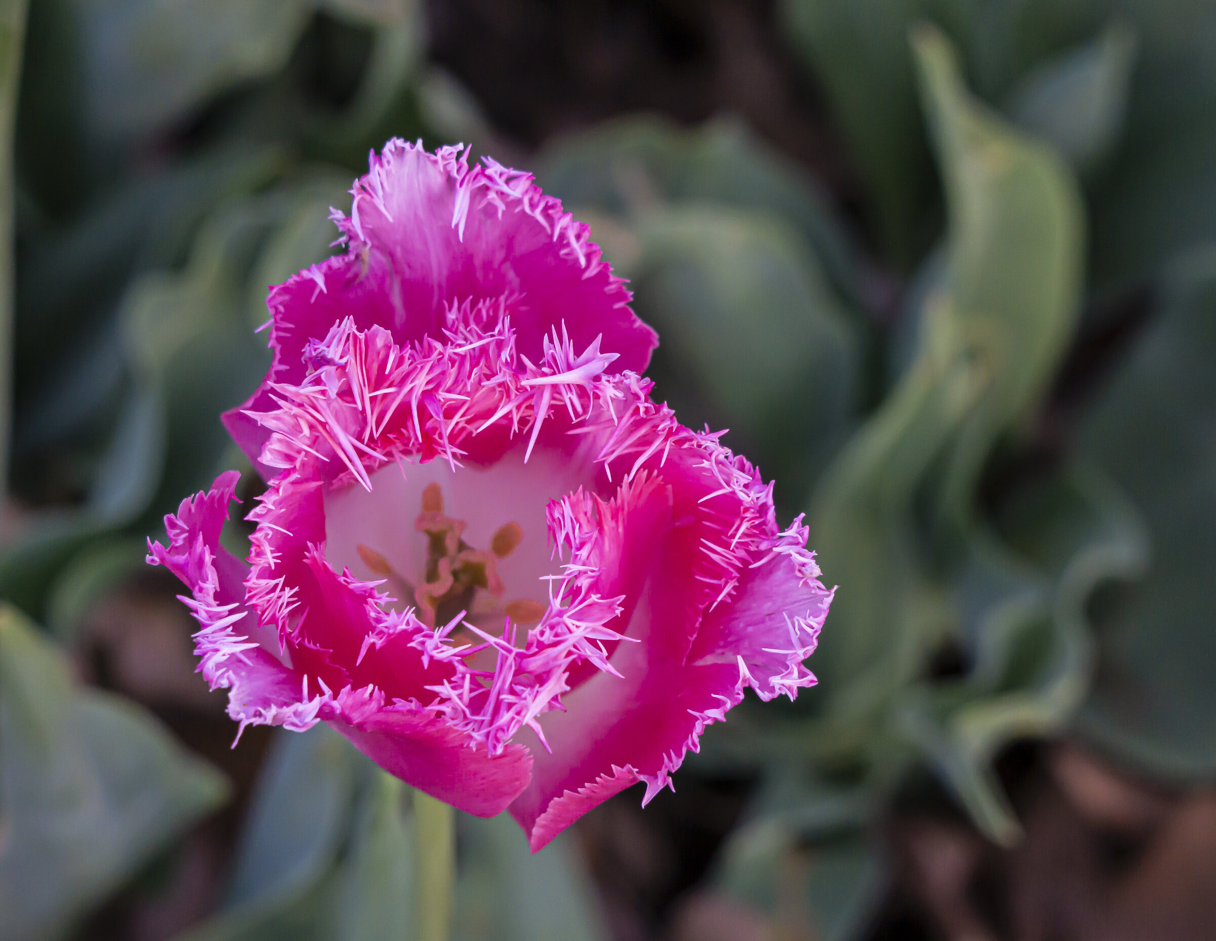 Pink Spiky Tulip