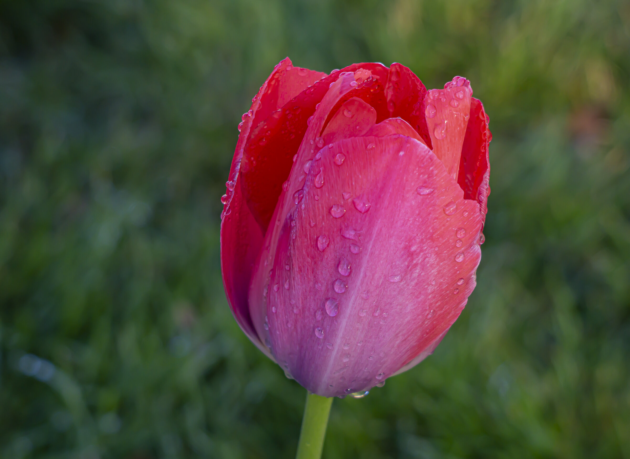 Red Tulip with Dew
