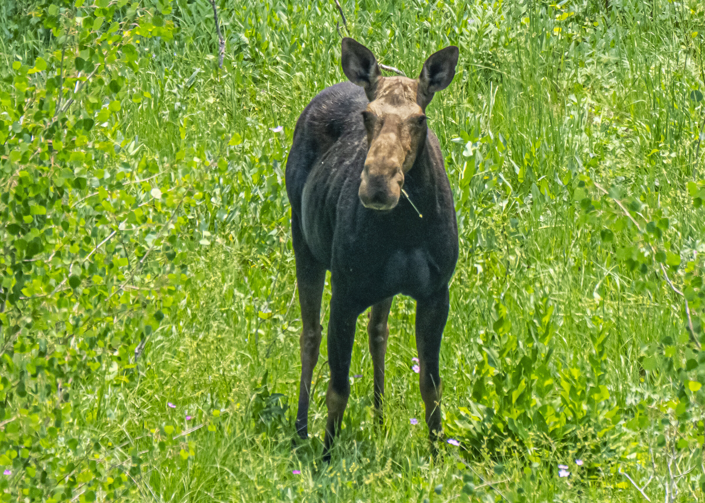 Female Moose with Hayseed