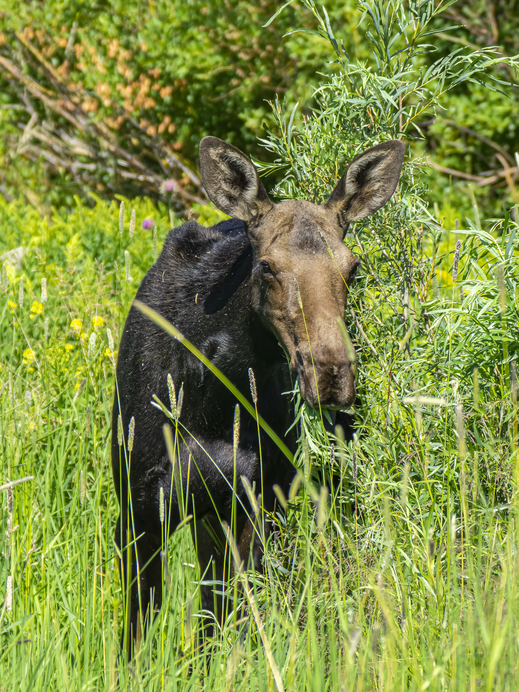 Female Moose Close Up
