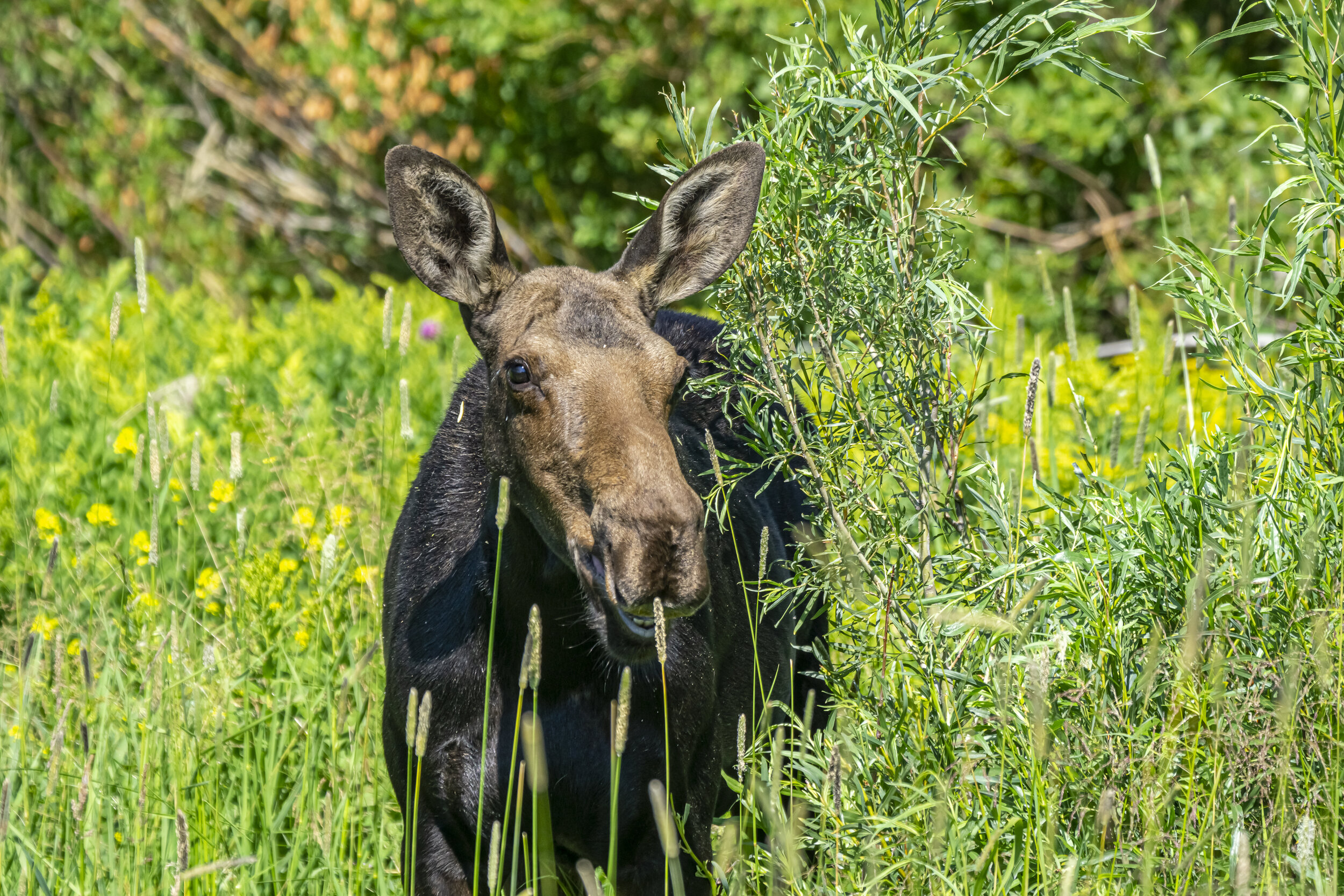 Female Moose Smiling