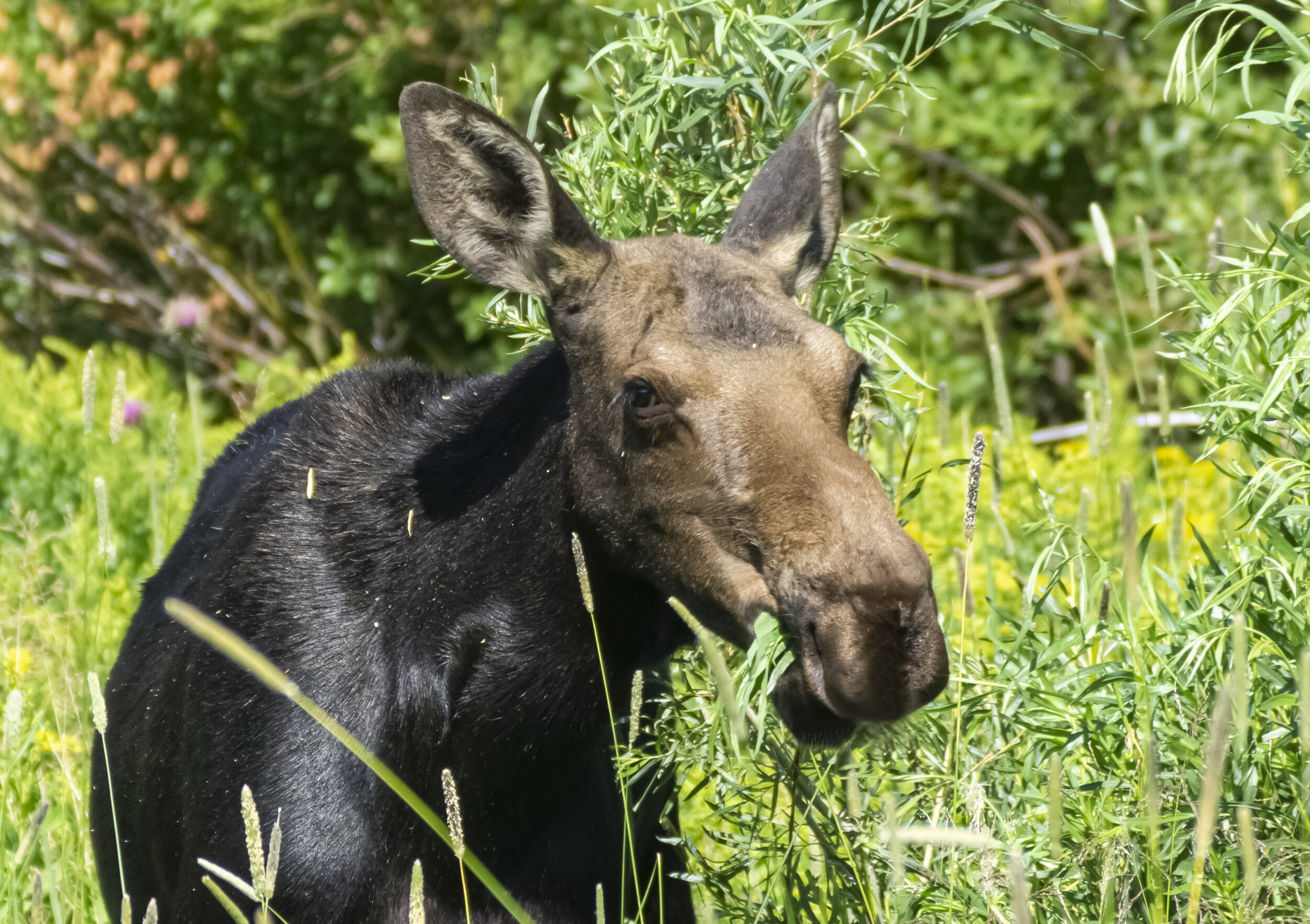 Female Moose Munching Grass