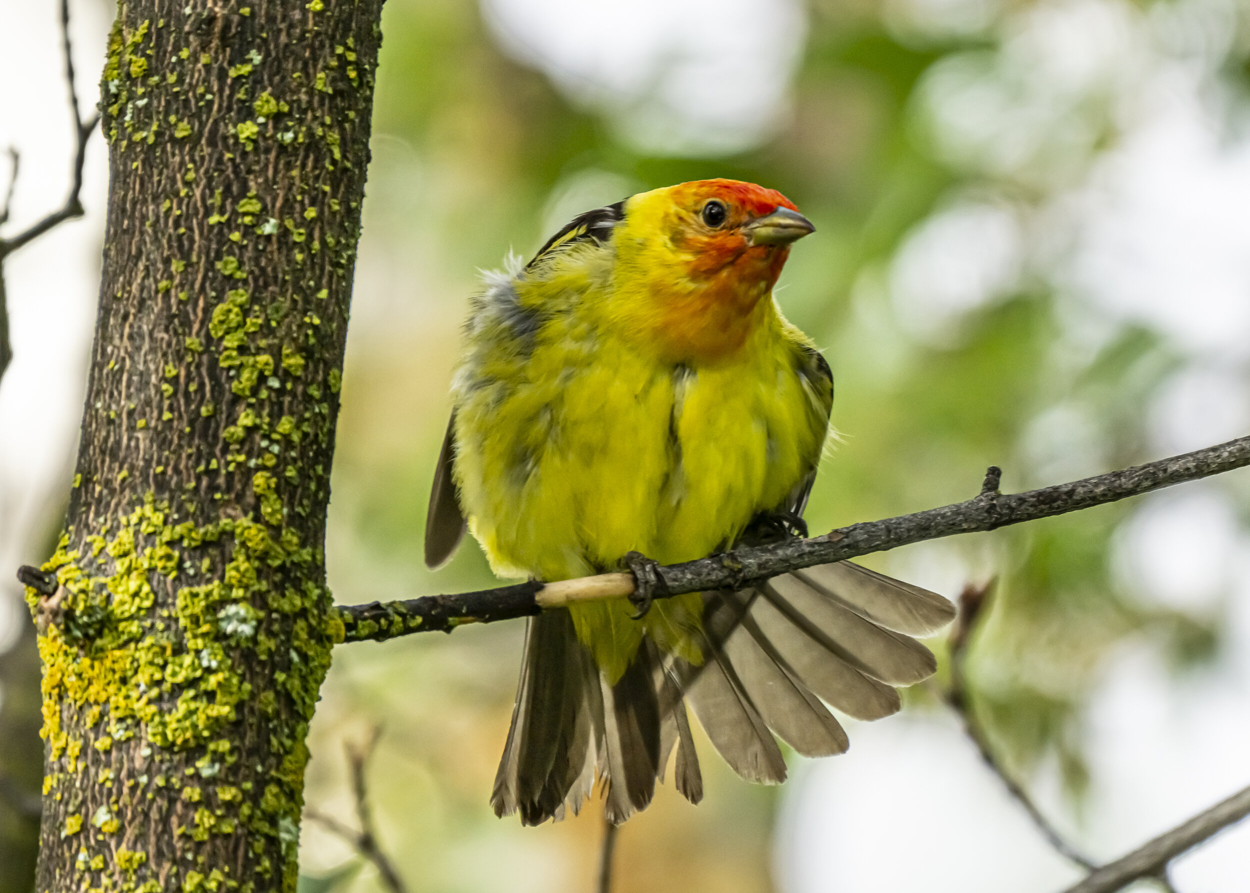 Western Tanager Stretching